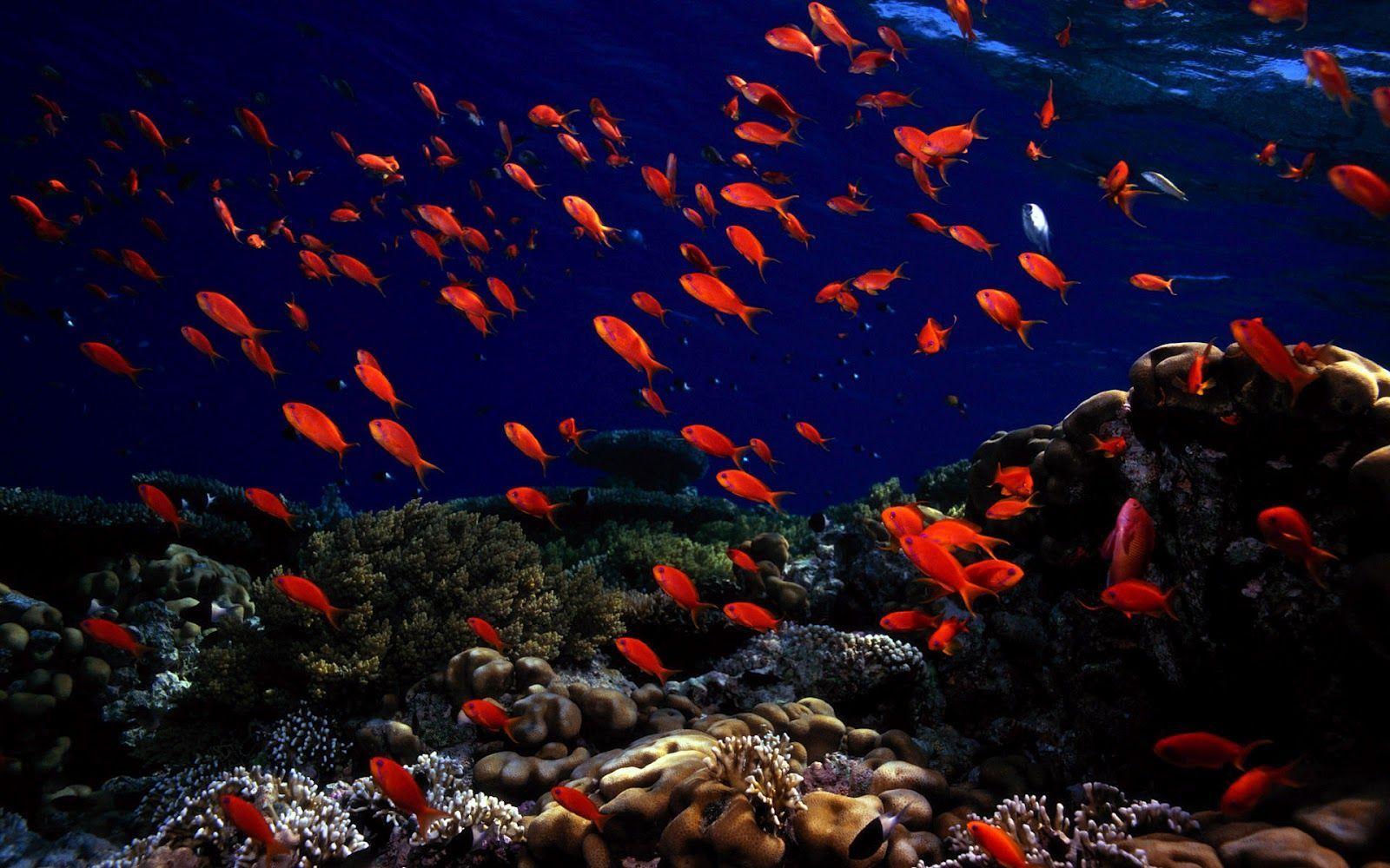 Marine Life Wallpapers - Top Free Marine Life Backgrounds - WallpaperAccess