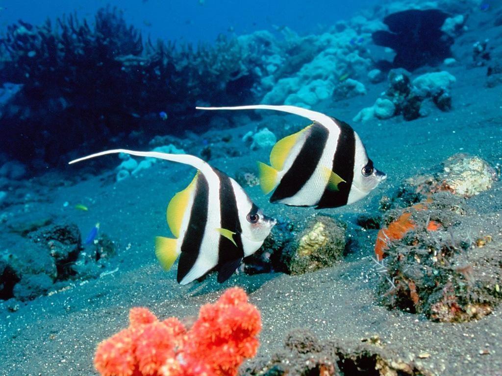 1024x768 Picture Of Marine Animals Wallpaper and Picture. Marine