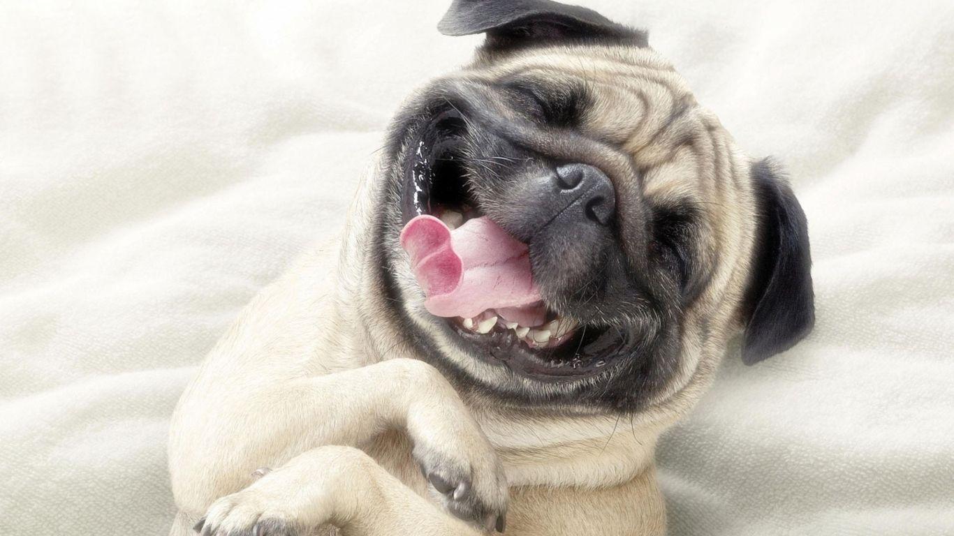 1366x768 Pug HD Desktop Wallpaper Dog Funny Face Free