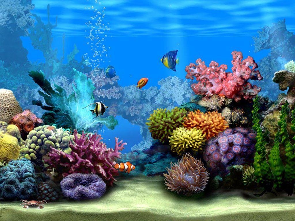 1024x768 Marine Life Wallpaper