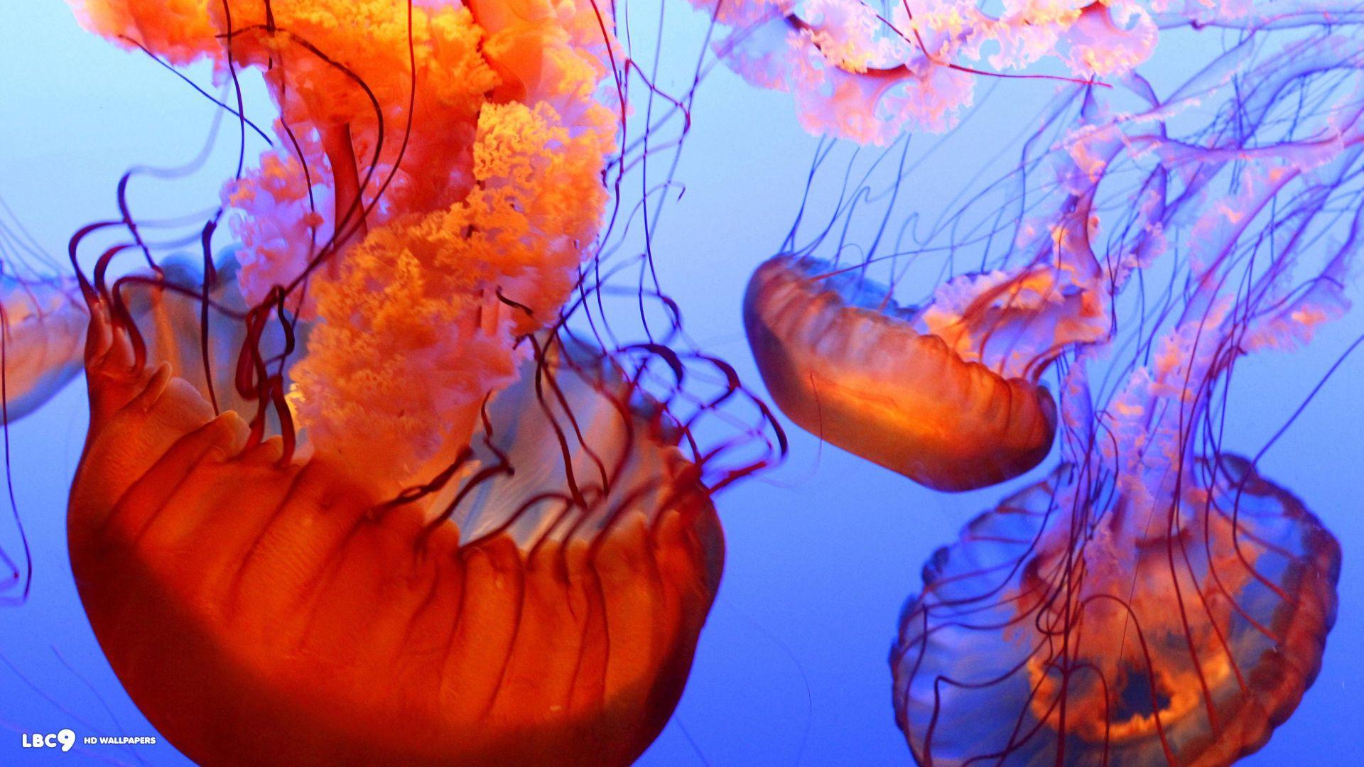 1920x1080 Jellyfish Wallpaper 10 62. Marine Life HD Background