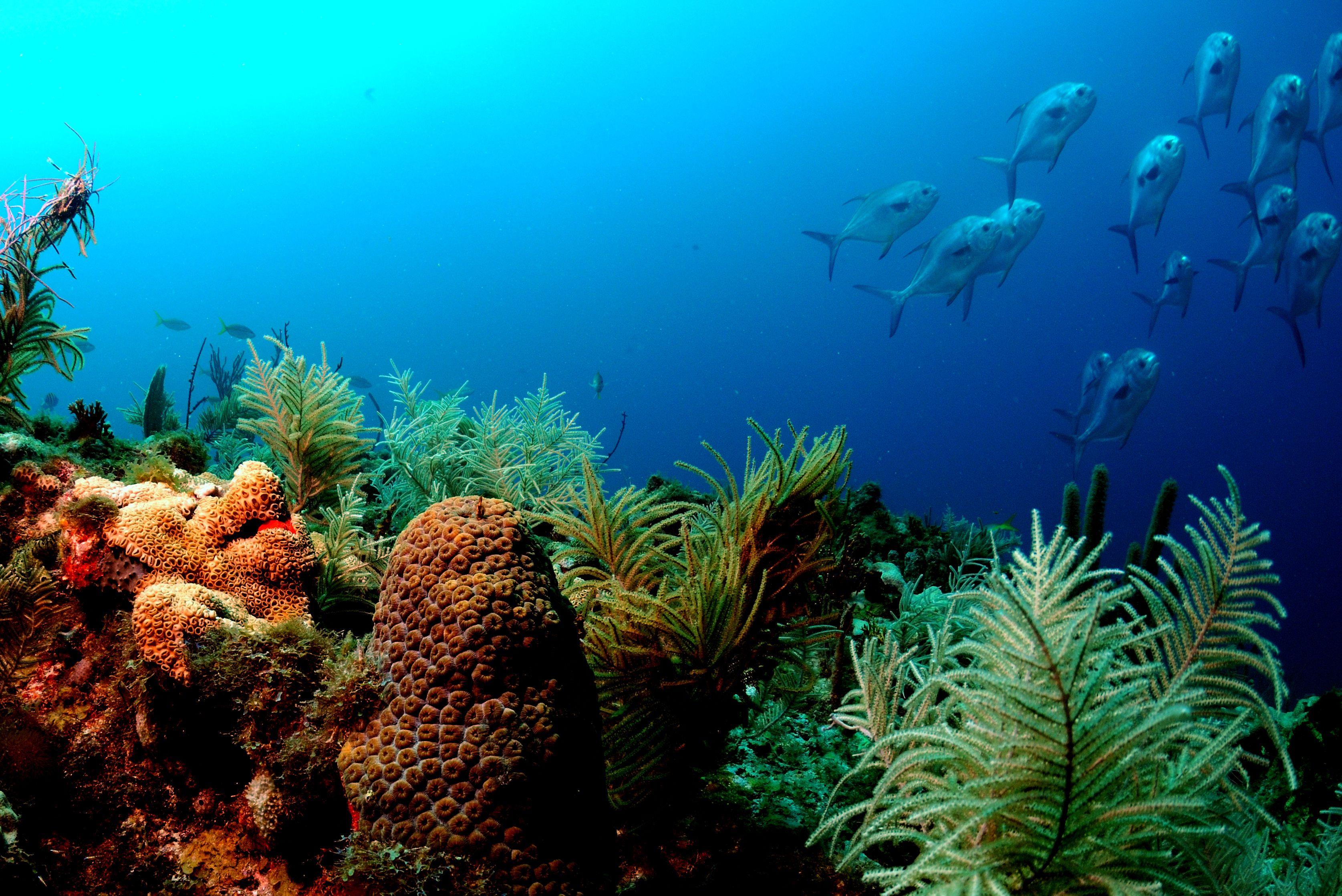 3350x2237 Desktop Wallpaper: The spectacle of underwater photography