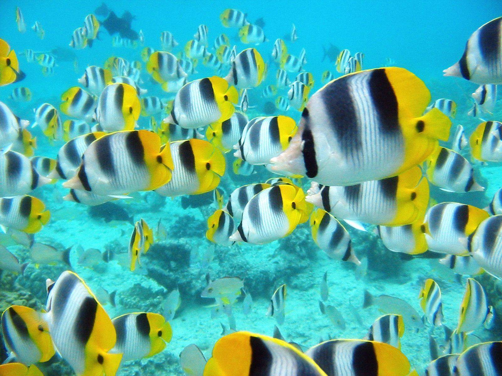 1600x1200 Marine Life Wallpaper