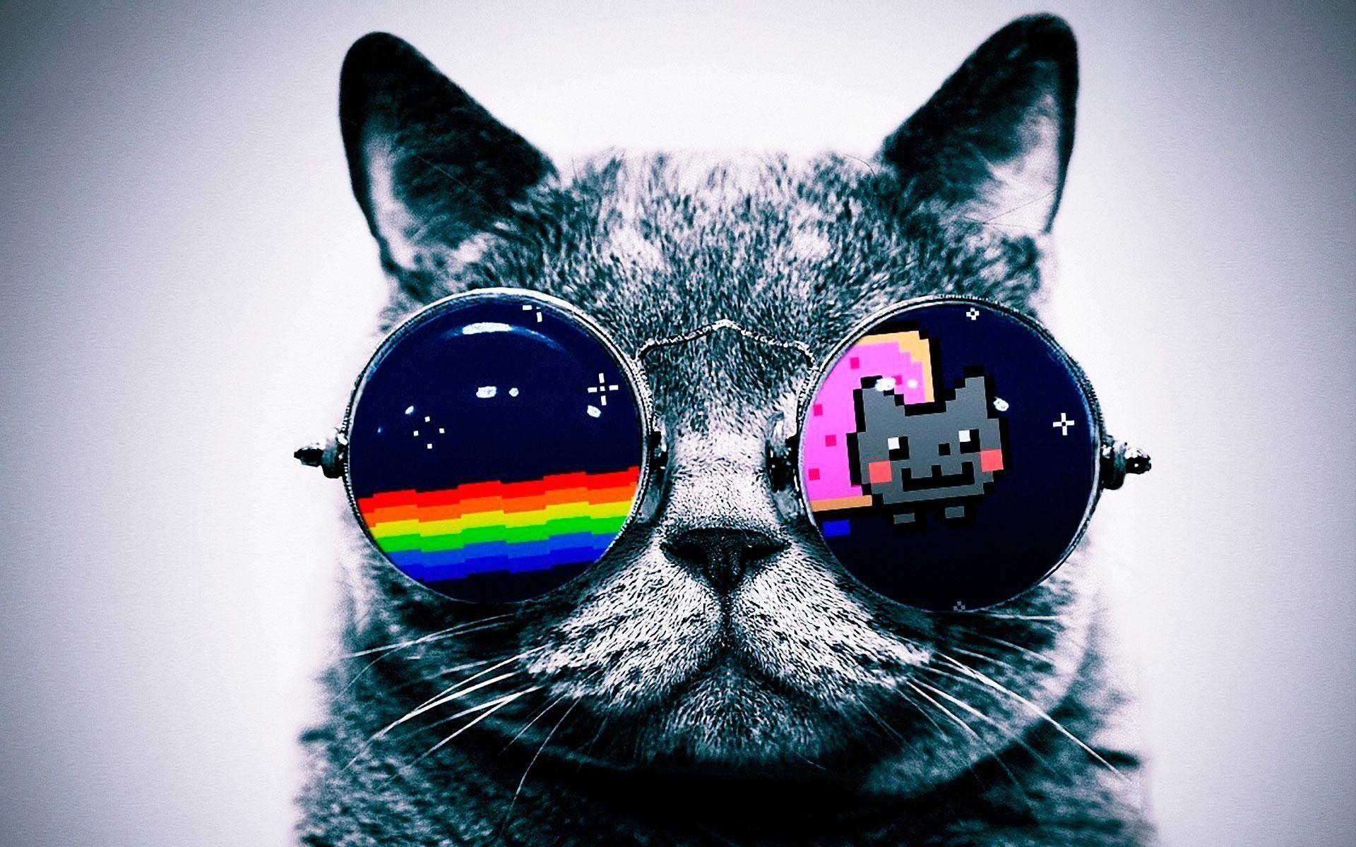 Hipster Cat Wallpapers - Top Free Hipster Cat Backgrounds - WallpaperAccess