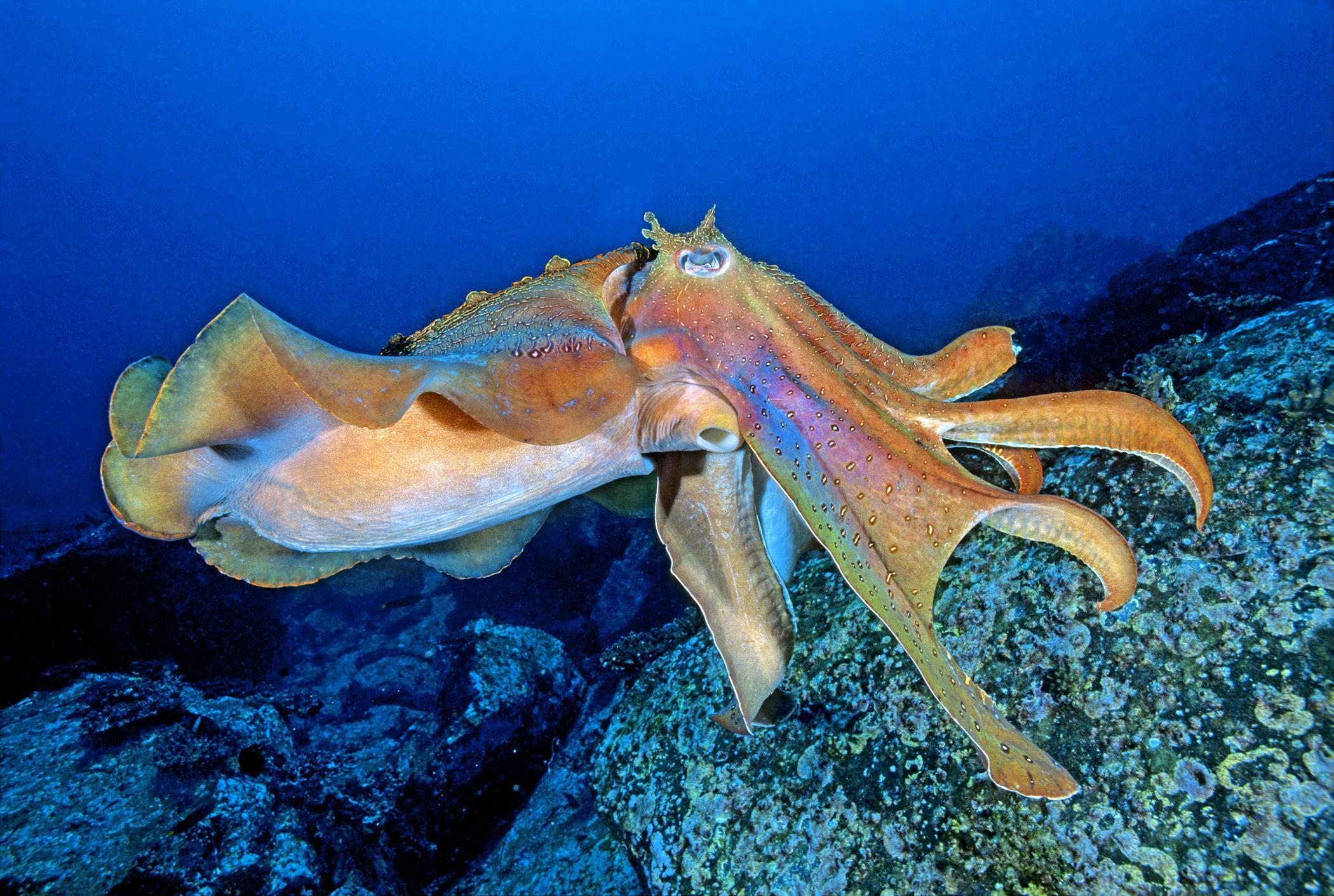 2100x1411 Beautiful Marine Life HD desktop wallpaper : Widescreen : High