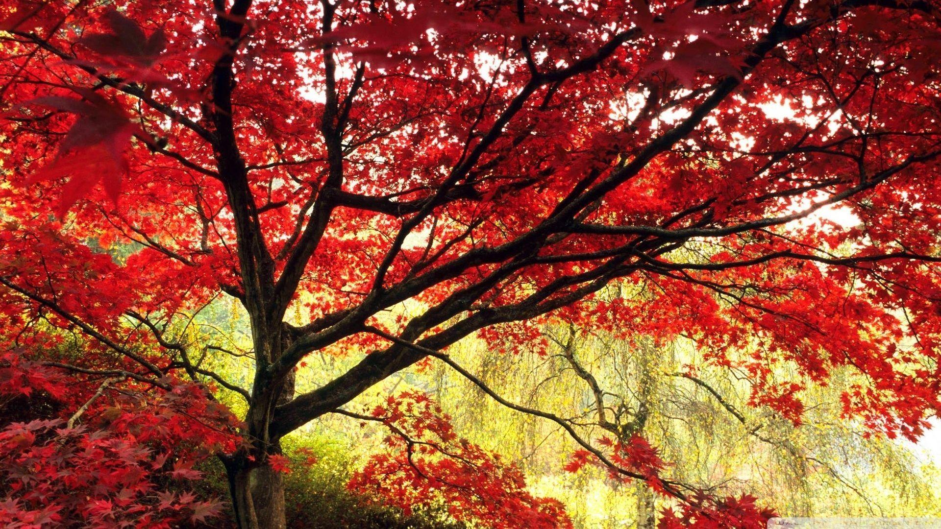 Thưởng thức hình ảnh đẹp như tranh vẽ của lá cây Nhật Bản - thước phim của thiên nhiên càng tôn lên vẻ đẹp tuyệt vời của chúng. Hãy chiêm ngưỡng thiên nhiên trong hoa và lá.