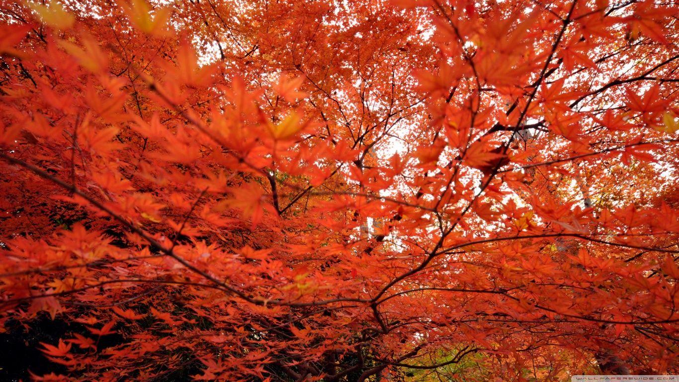 Japanese Tree Wallpapers Top Free Japanese Tree Backgrounds