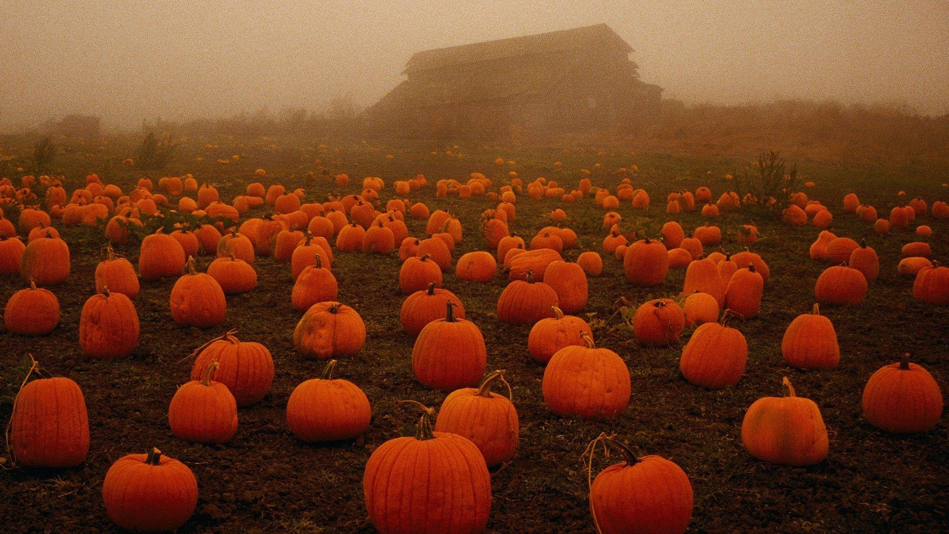 HD Wallpaper: Pumpkin Patch Halloween Autumn Desktop Photo