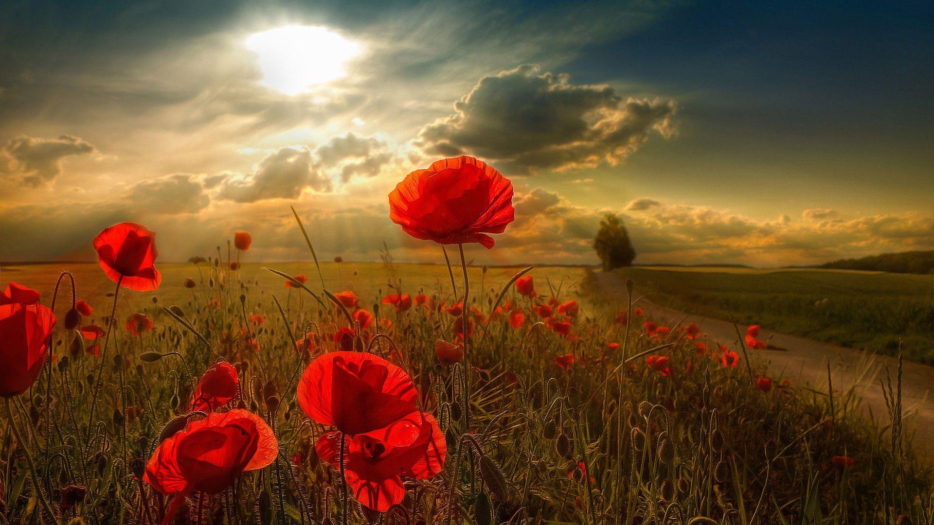 1920x1080 Sunlight HD Wallpaper Download For Android Mobile