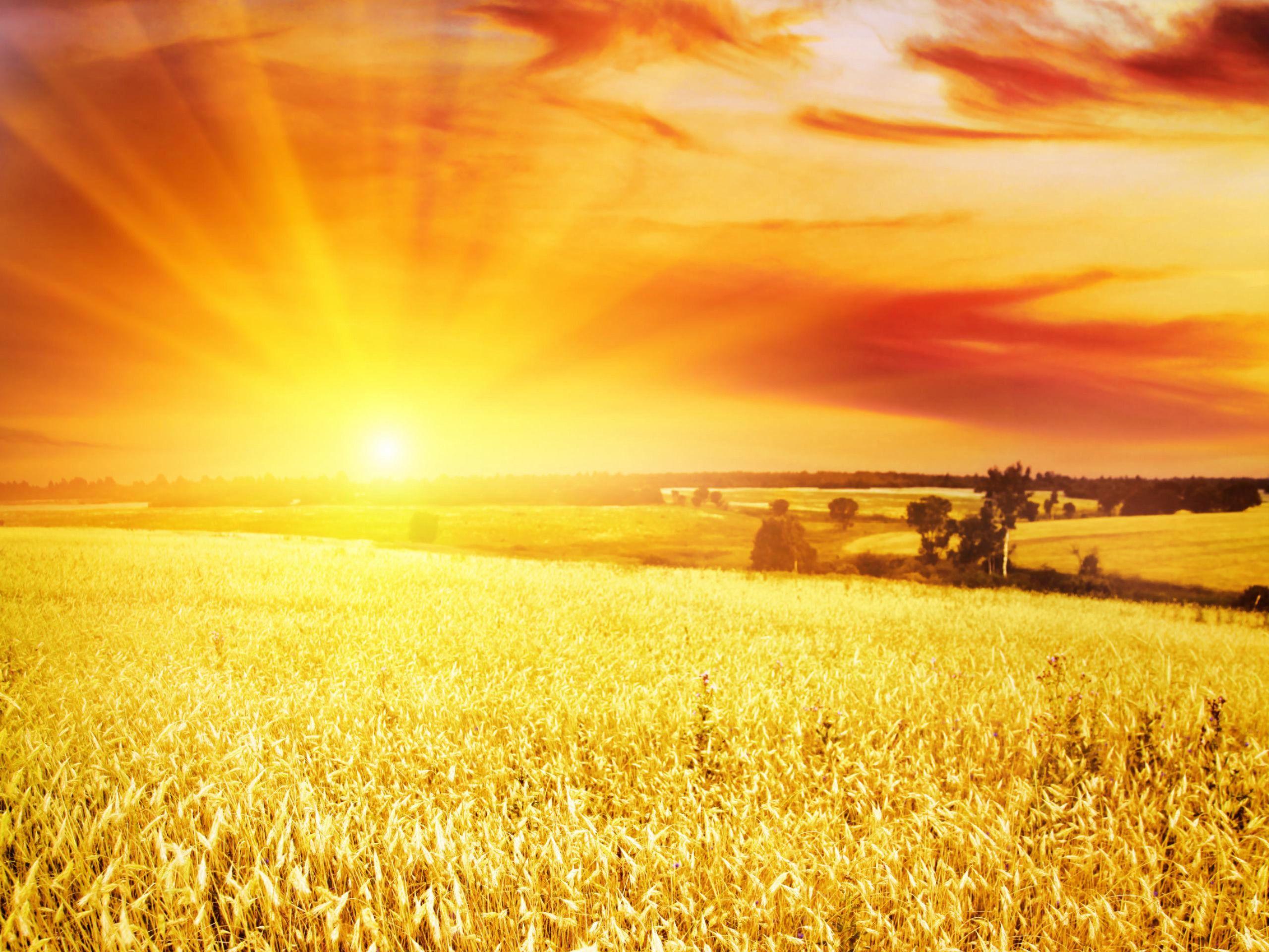 Высоко стоящее солнце. Поле солнце. Поле пшеницы. Поле пшеницы рассвет. Солнечное поле.
