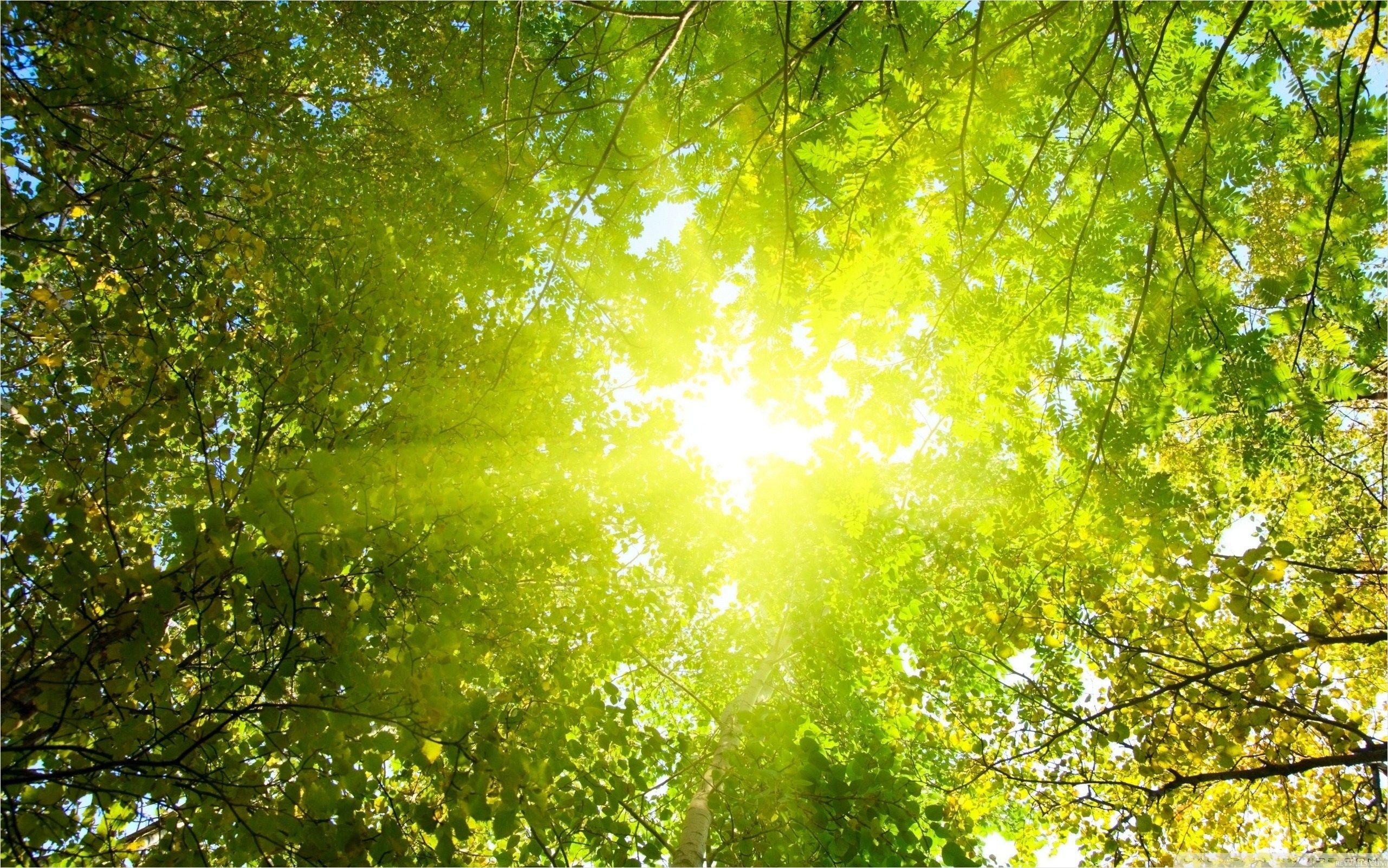 2560x1600 Sunlight
