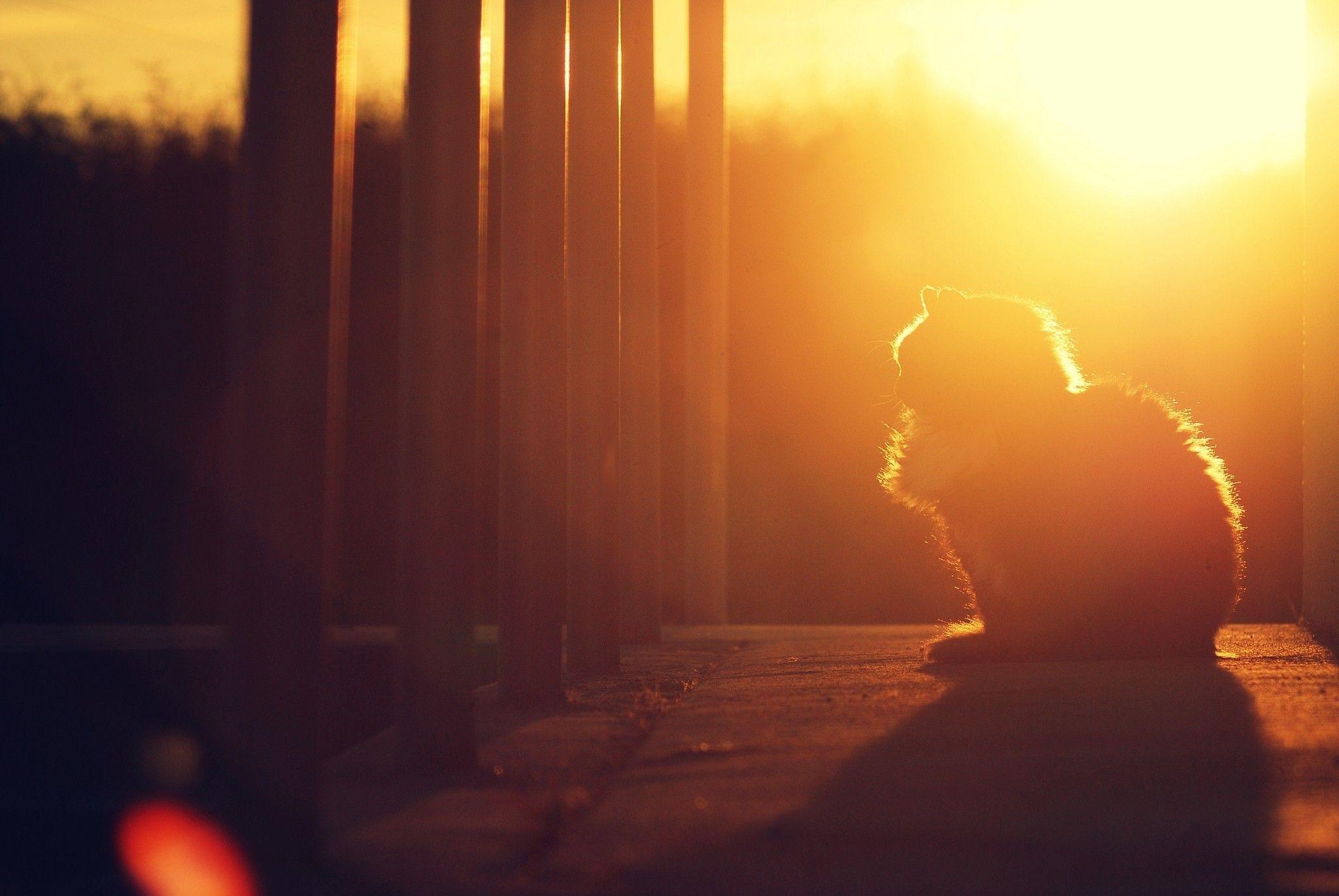 2048x1371 Sunlight Wallpaper