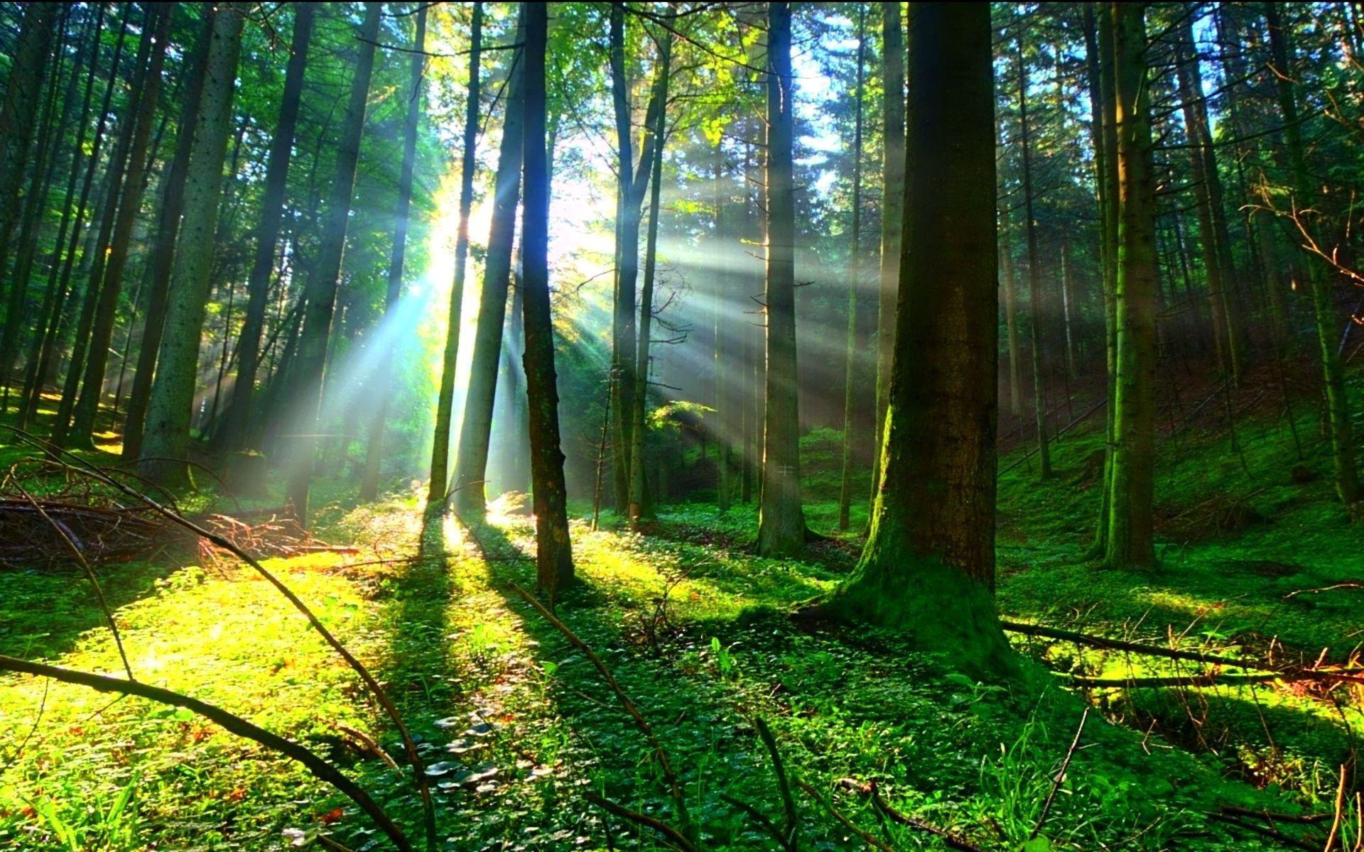 1920x1200 Sunlight wallpaperx1200