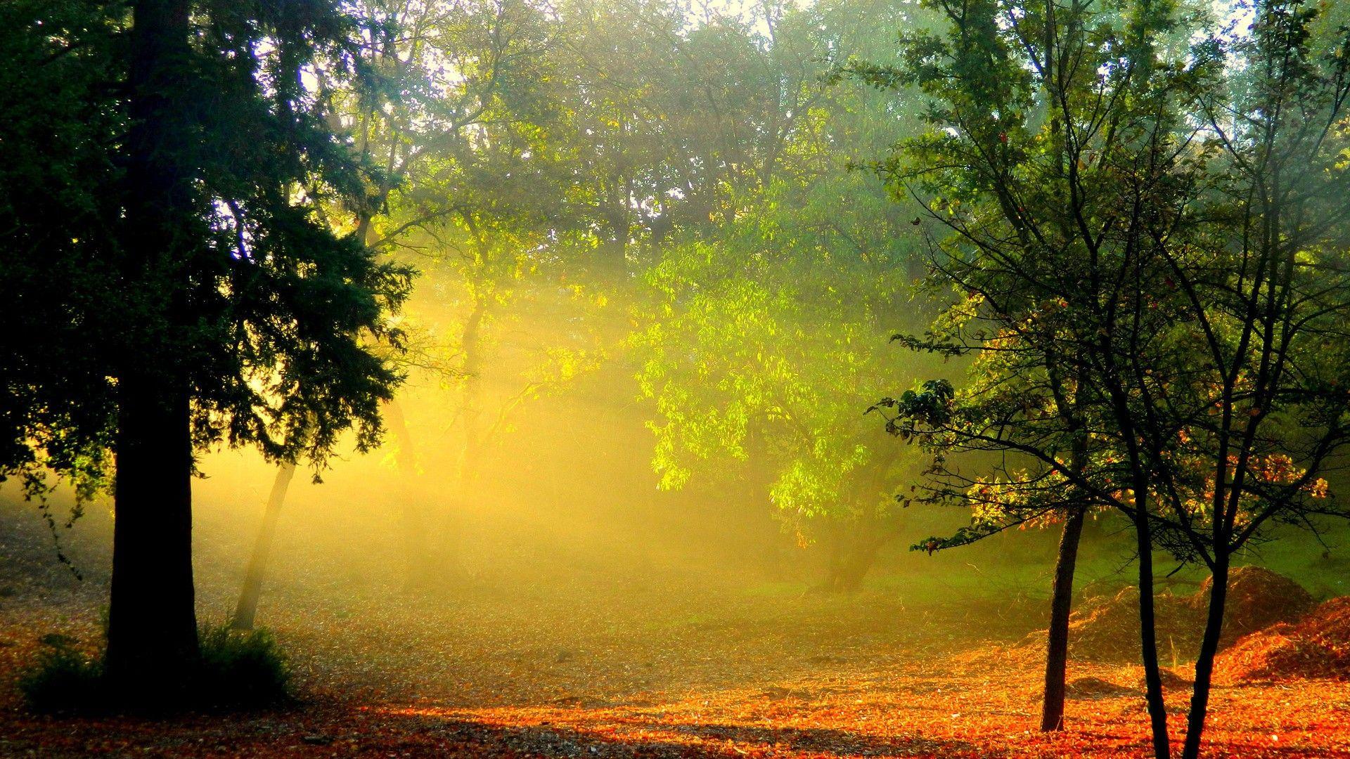 1920x1080 forest, sunlight wallpaper