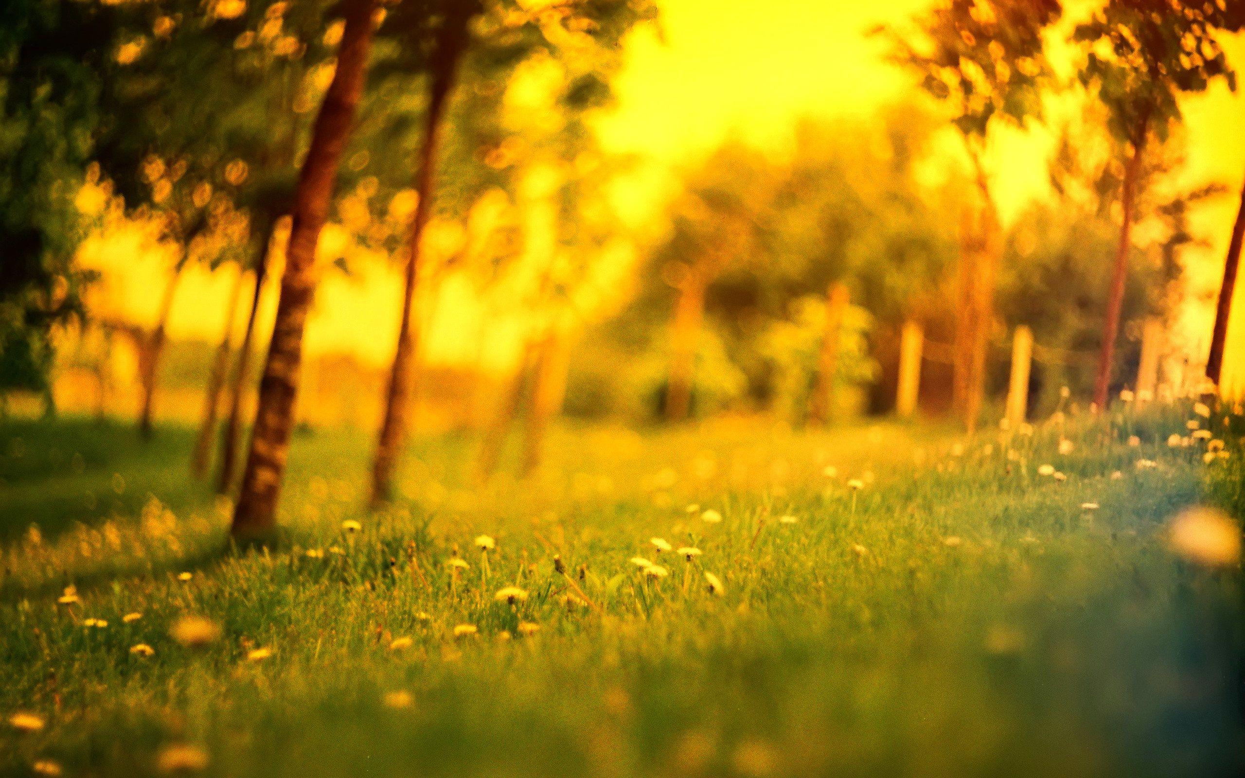 2560x1600 Free photo: Sunlight, Bright, Light Download