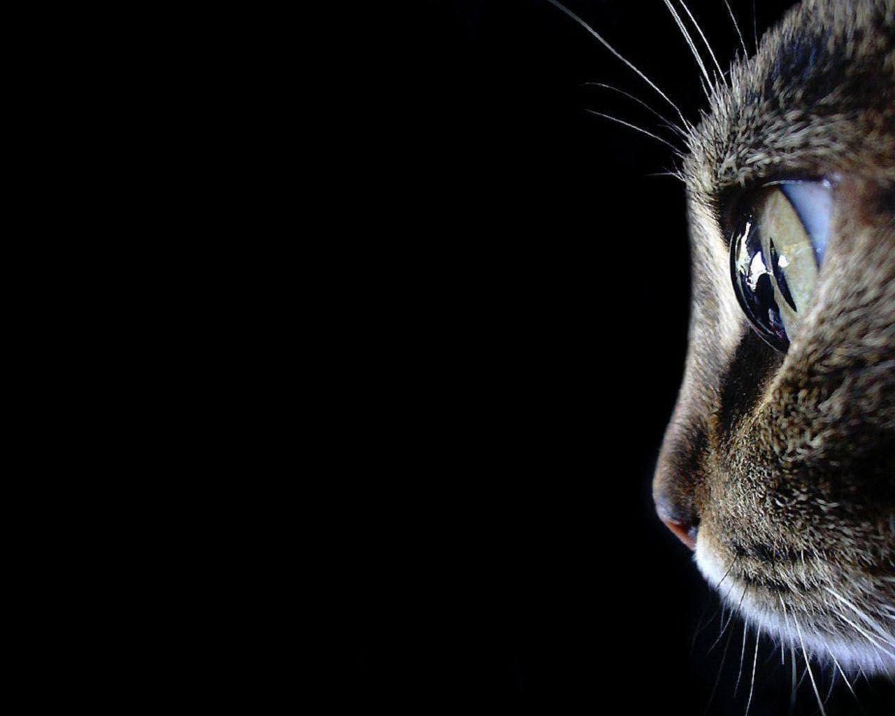 1280x1024 Cat Wallpaper and Background Imagex1024