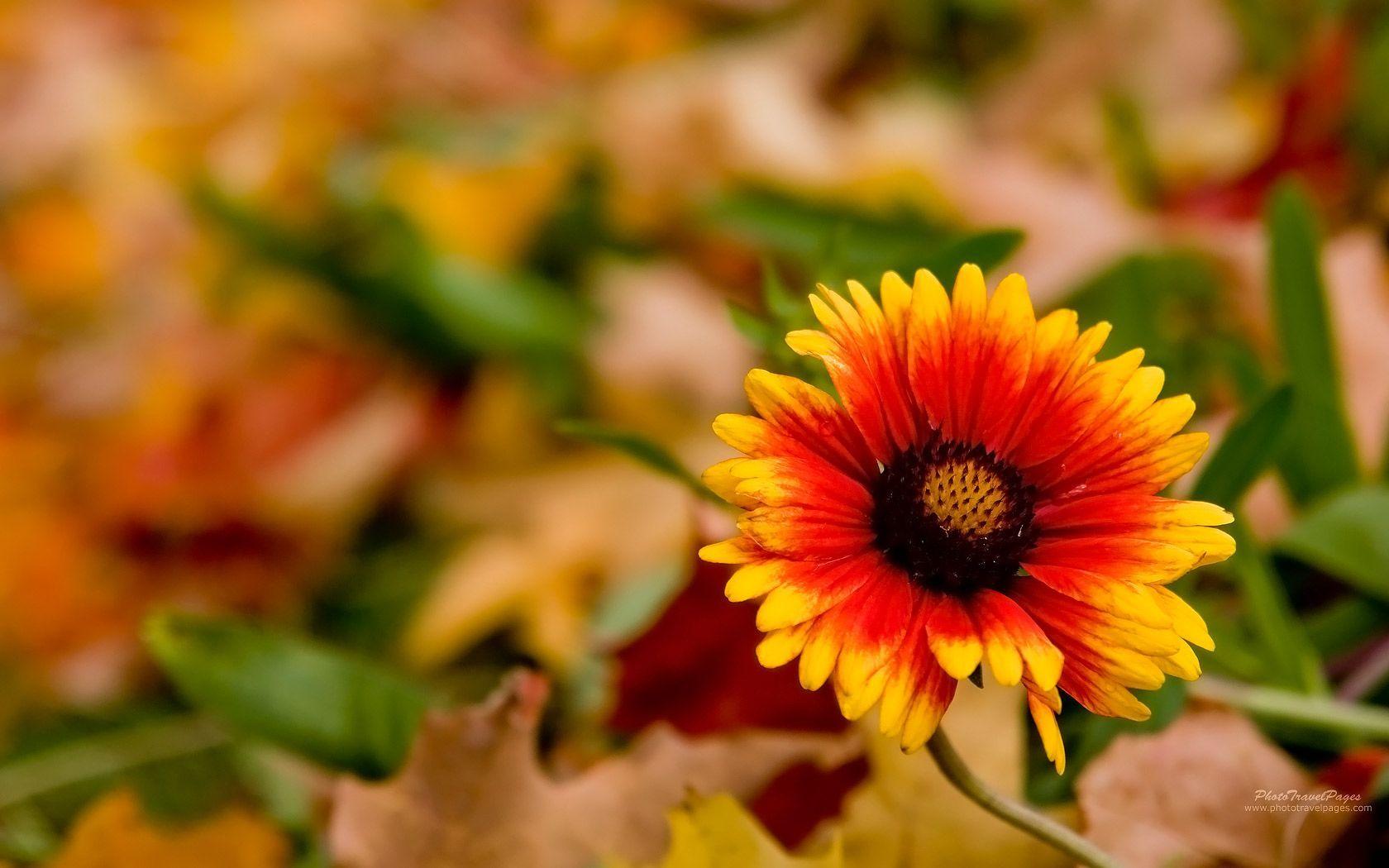 Flowers Autumn Wallpapers - Top Free Flowers Autumn Backgrounds ...