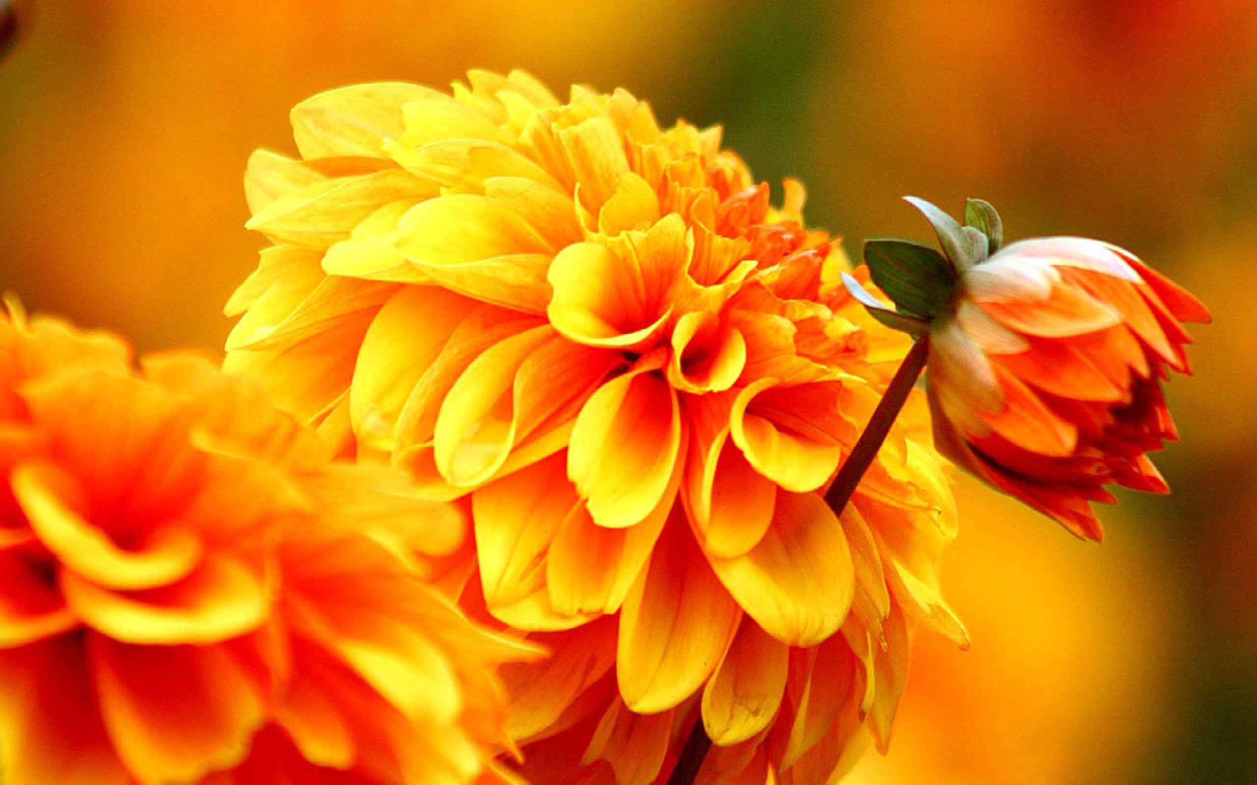 2560x1600 Orange Dahlia Autumn Flowers Wallpaper :