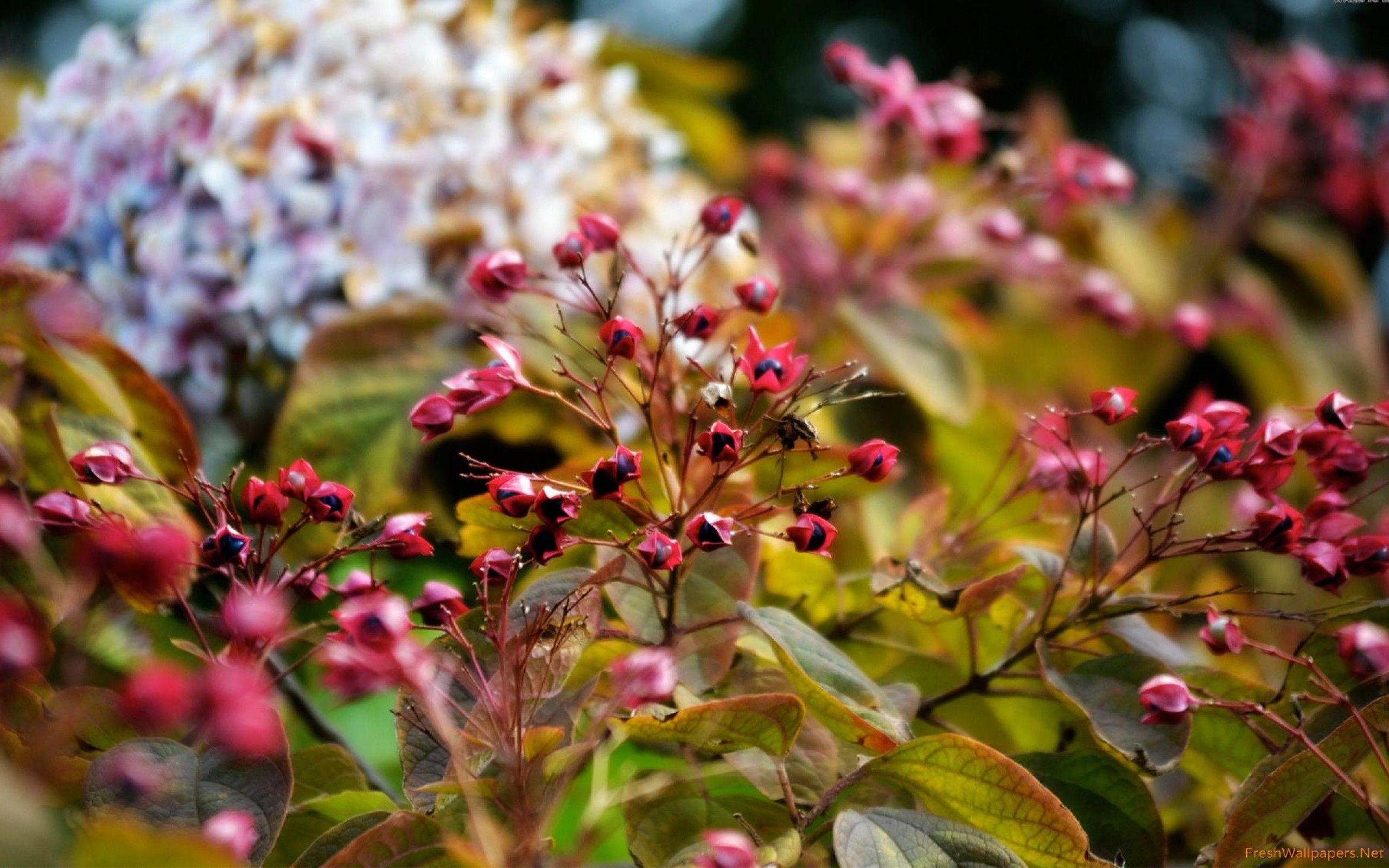 2560x1600 Autumn flowers and berries wallpaper