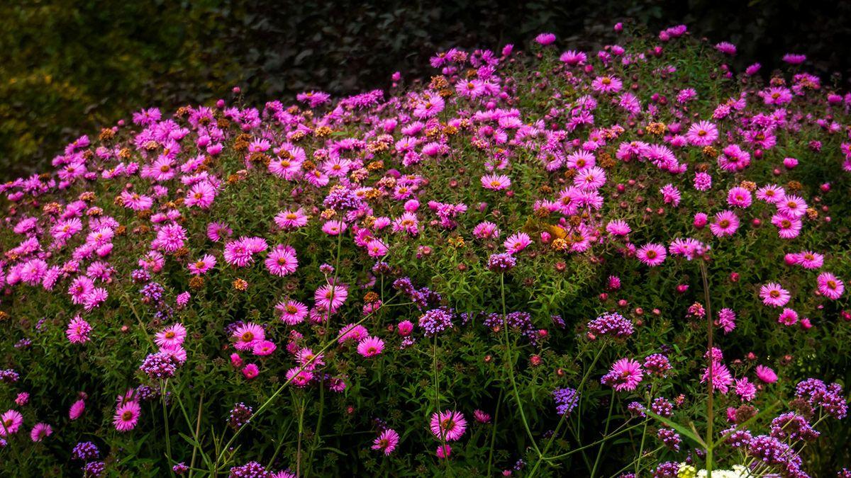 1200x675 Purple autumn flowers wallpaper on Wacom Gallery