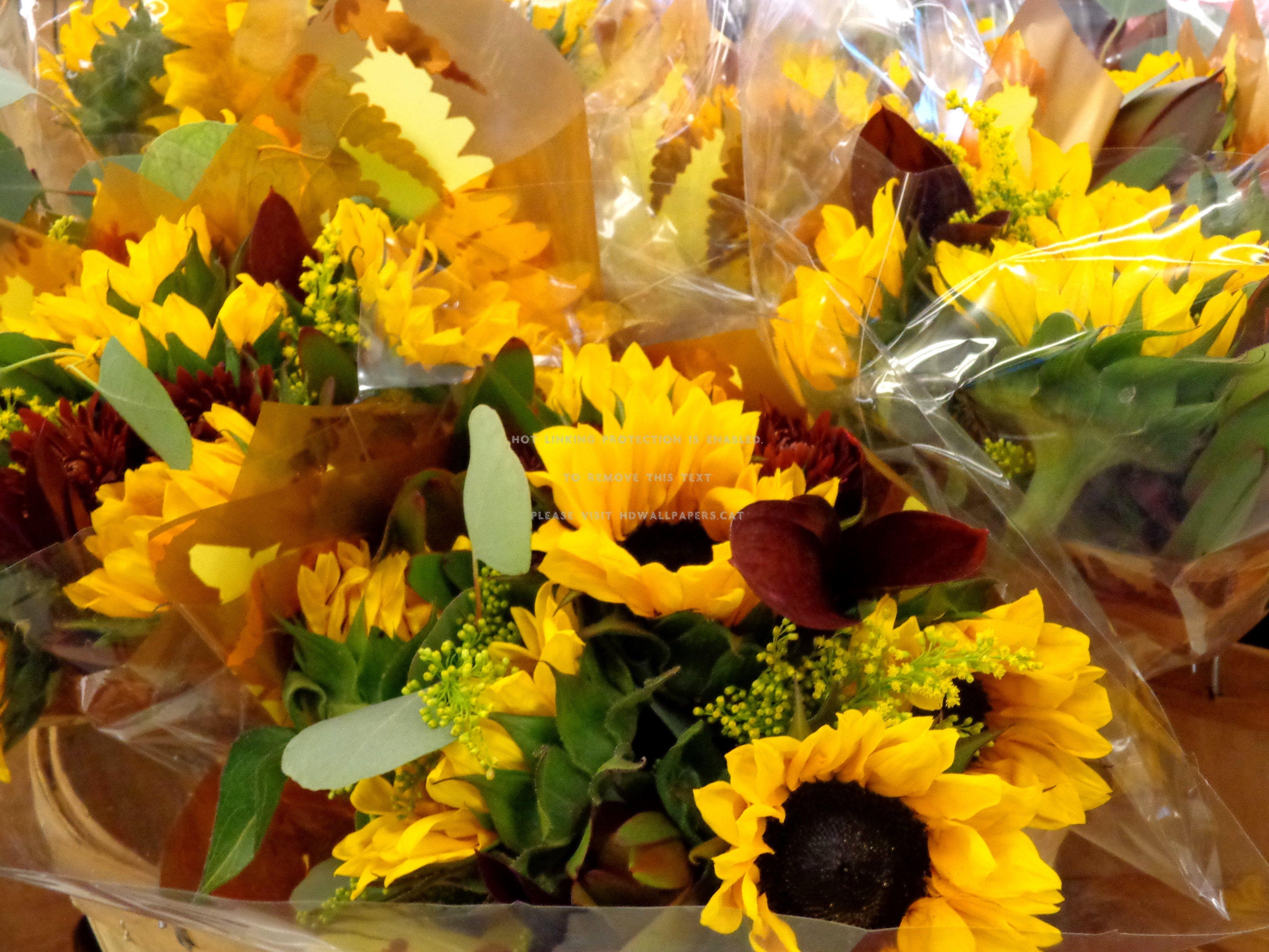 4608x3456 Free Picture Autumn Flowers, HD Wallpaper & background
