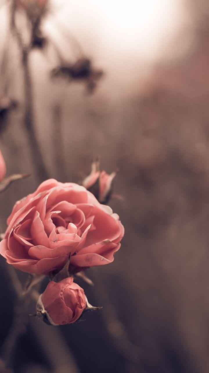720x1280 Autumn BlossomSamsung Wallpaper Download. Free Samsung