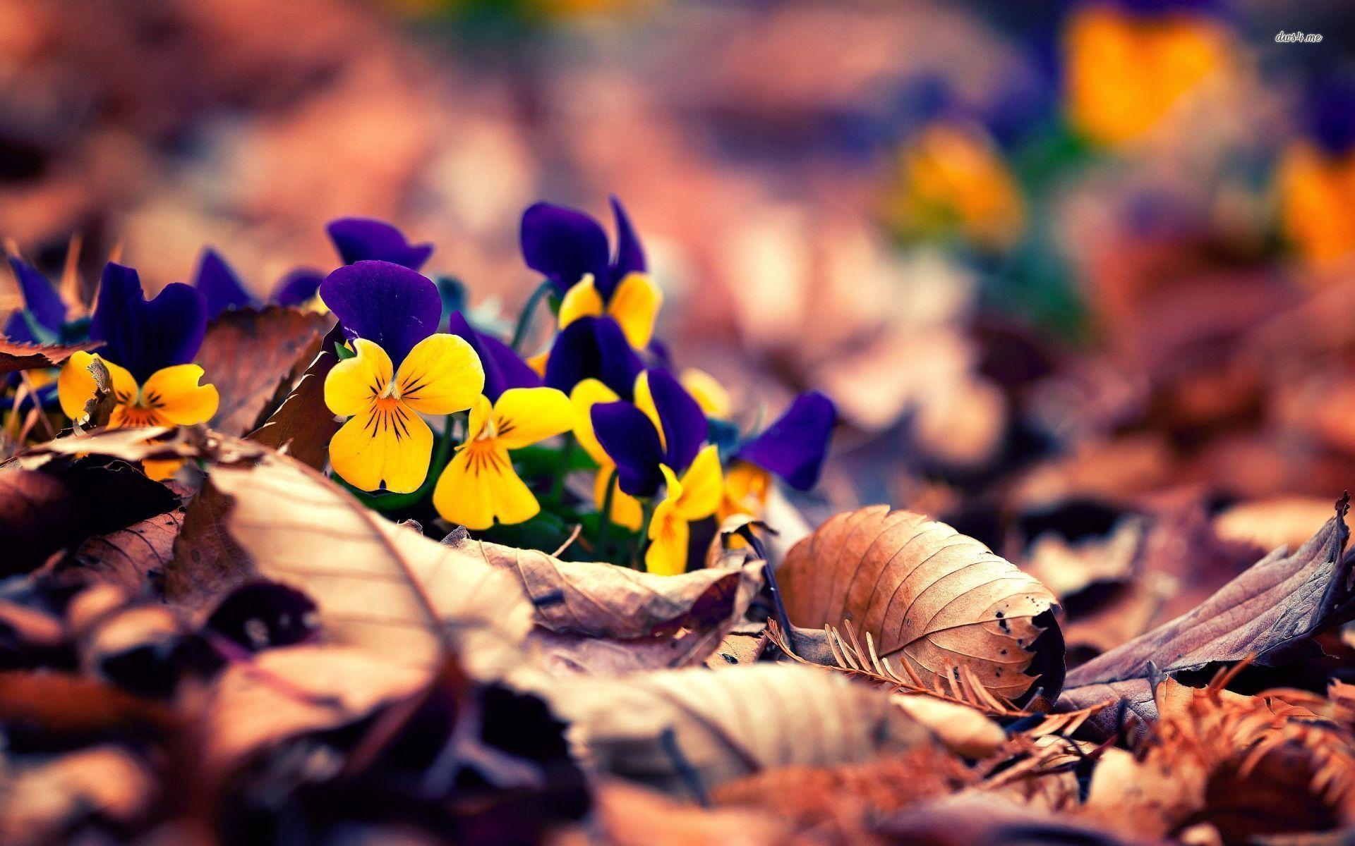 1920x1200 Yellow and blue pansies between autumn leaves wallpaper