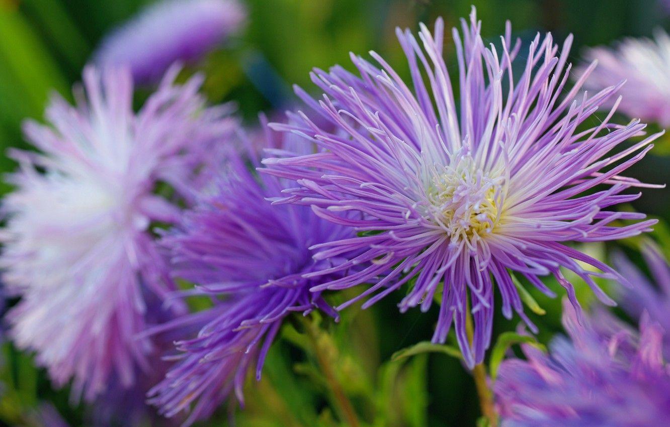1332x850 Photo Wallpaper Autumn, Flowers, Nature, Beauty, Plants