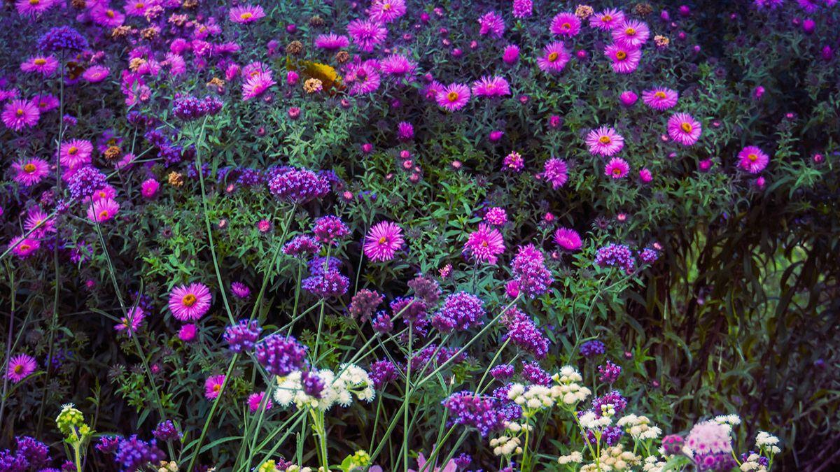 1200x675 Purple autumn flowers wallpaper on Wacom Gallery