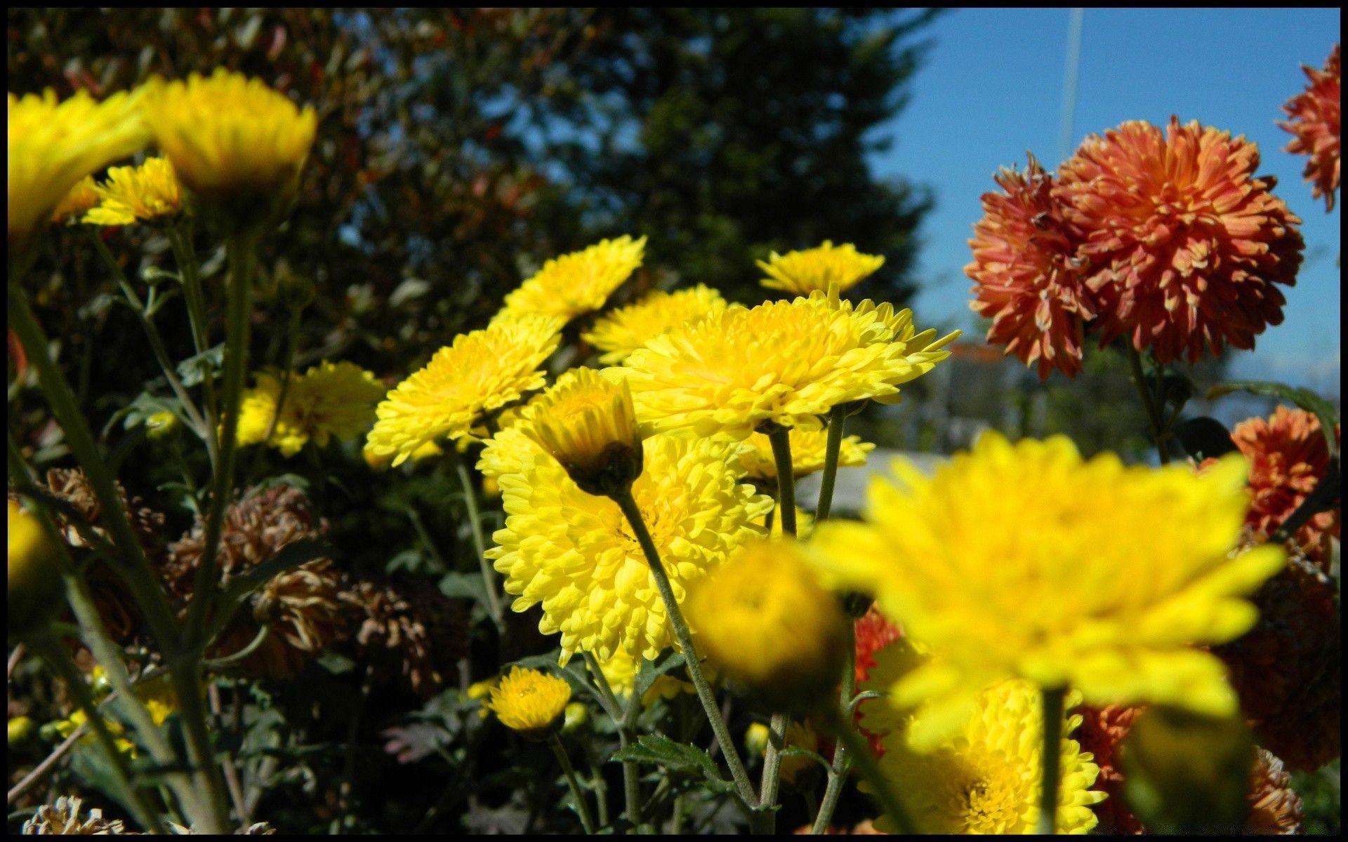 1920x1200 Autumn Flowers