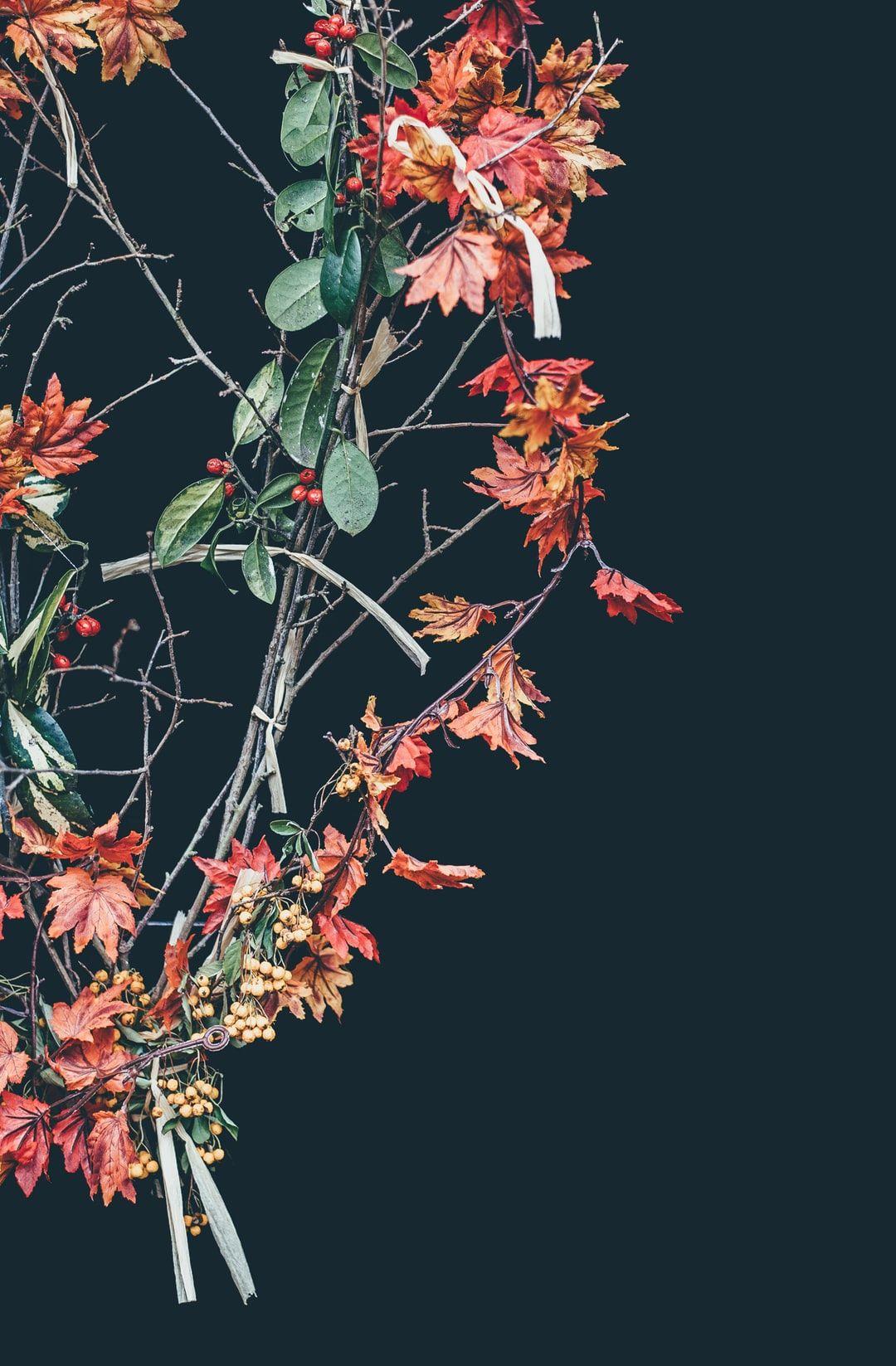 1080x1647 Autumn Flower Picture. Download Free Image