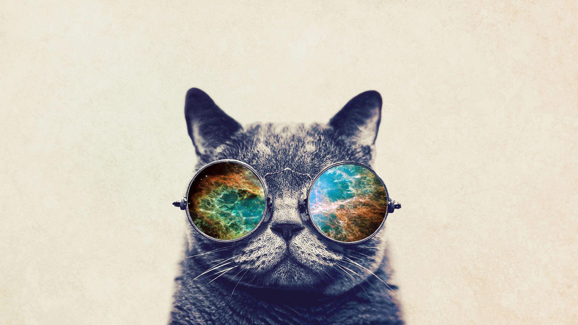 Hipster Cat Wallpapers - Top Free Hipster Cat Backgrounds - WallpaperAccess