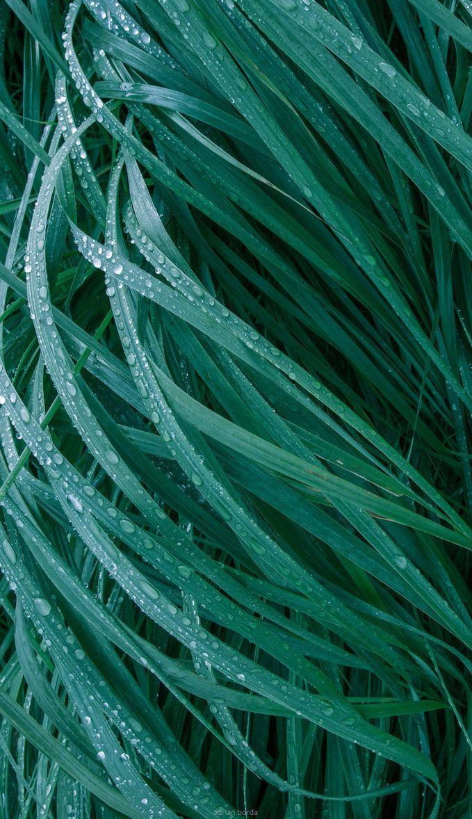 679x1178 Green Grass phone wallpaper