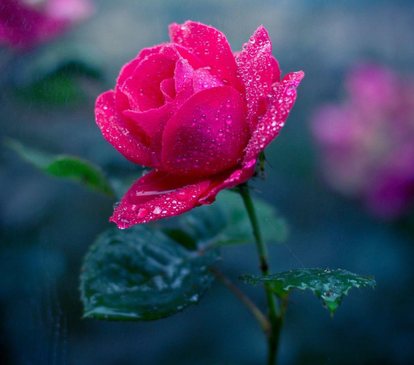 1399x1234 Plants Flowers HD Wallpaper