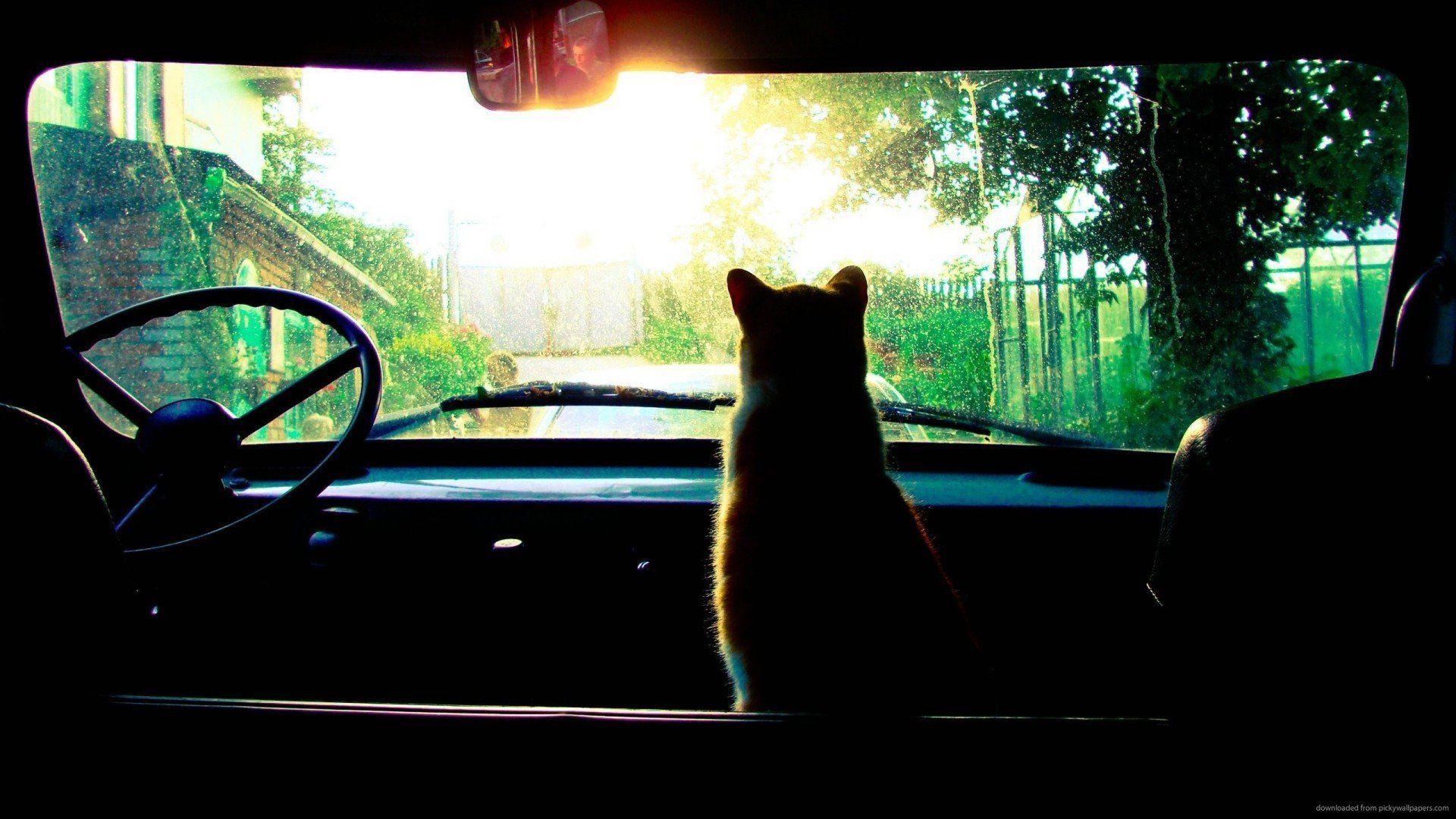 1920x1080 Tumblr Wallpaper Hipster Cat