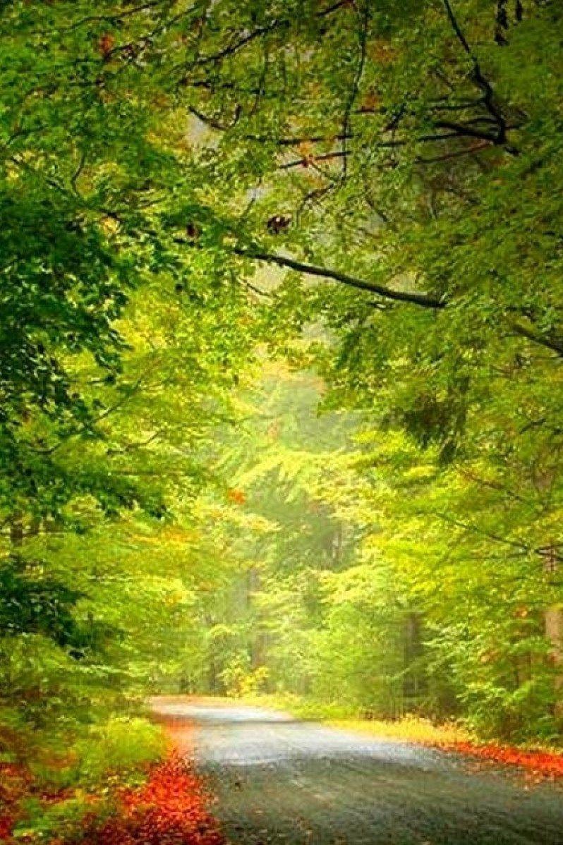 798x1198 Full HD Nature