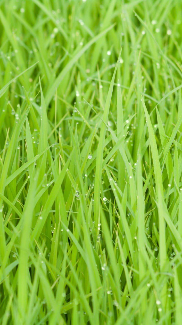 Green Phone Wallpapers - Top Free Green Phone Backgrounds ...