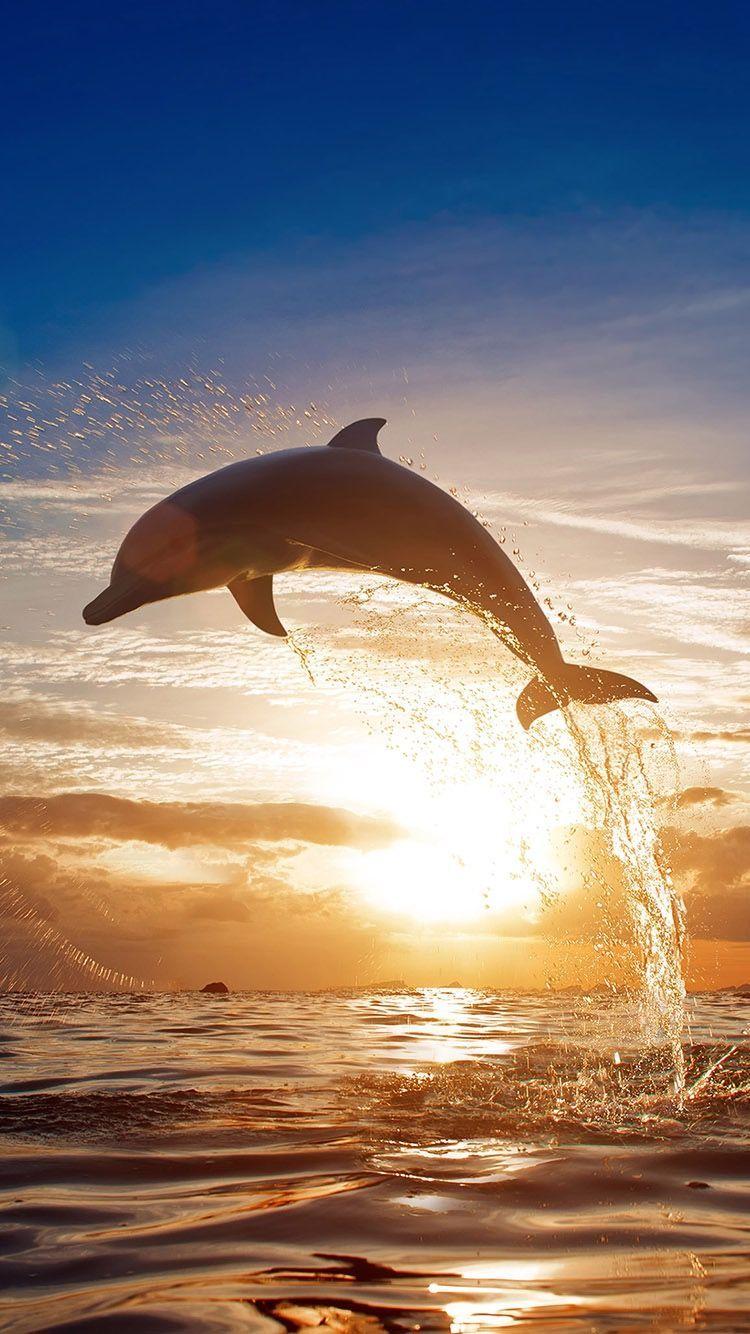 20+ Baby Dolphin Wallpapers: HD, 4K, 5K for PC and Mobile | Download free  images for iPhone, Android