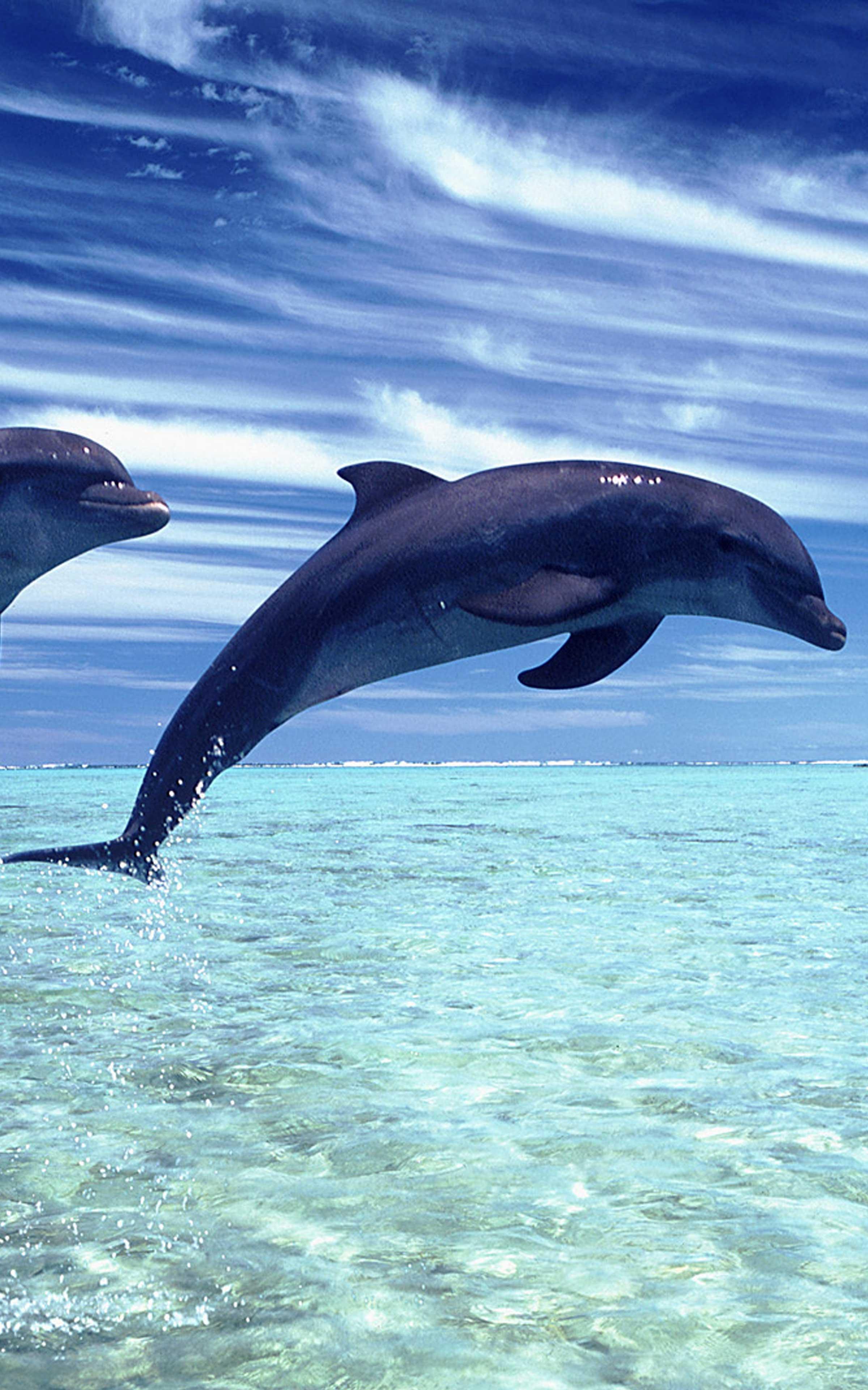 oceanic dolphins iPhone Wallpapers Free Download