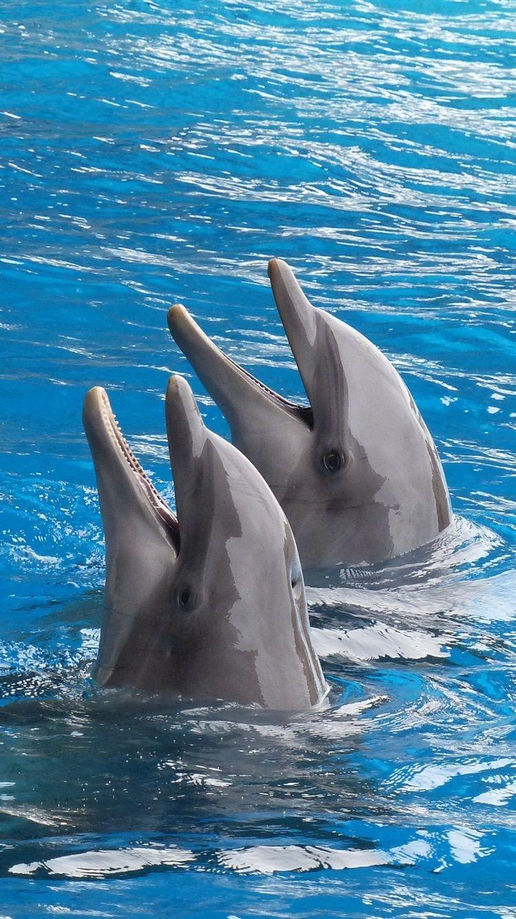 750x1334 Two Dolphins, Out Of Water 750x1334 IPhone 8 7 6 6S