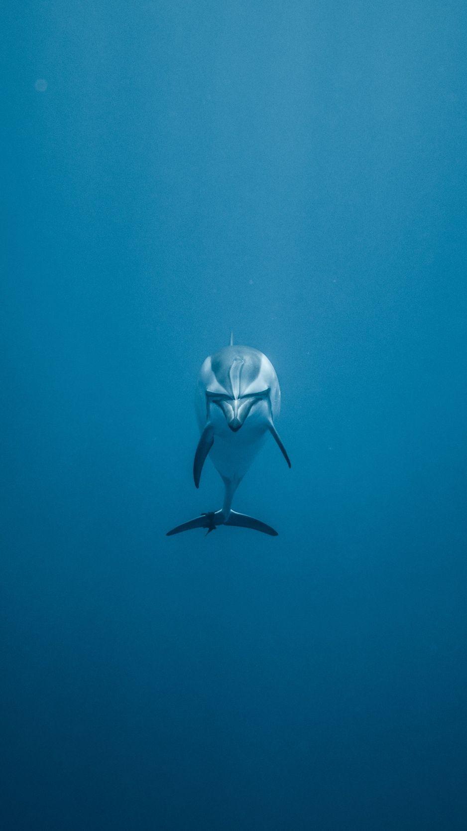 HD dolphin wallpapers | Peakpx