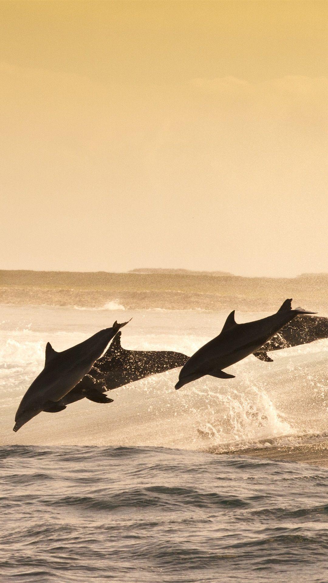 1080x1920 Wallpaper Dolphins jumping at sunset sea, water splash 3840x2160