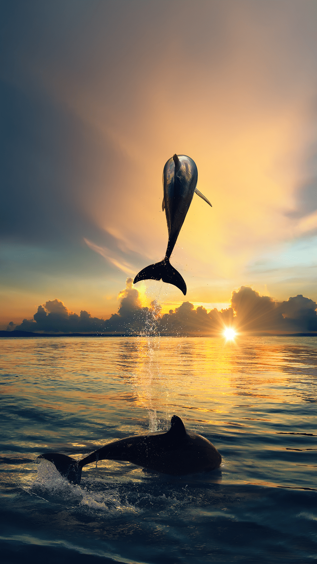 1080x1920 Bottlenose Dolphin Wallpapers for IPhone 6S 7 8 Retina HD