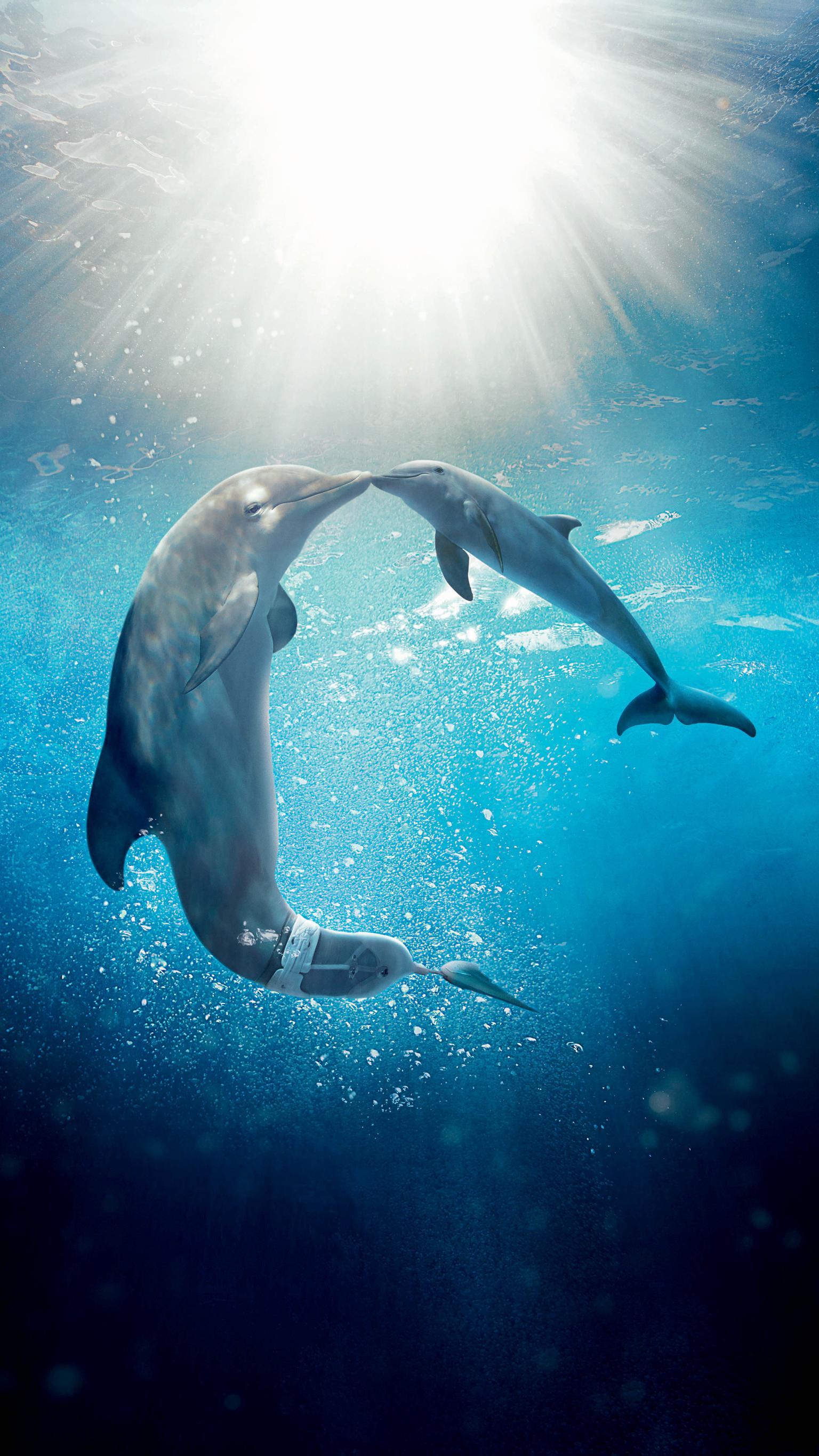 Dolphins Swimming iPhone Wallpaper