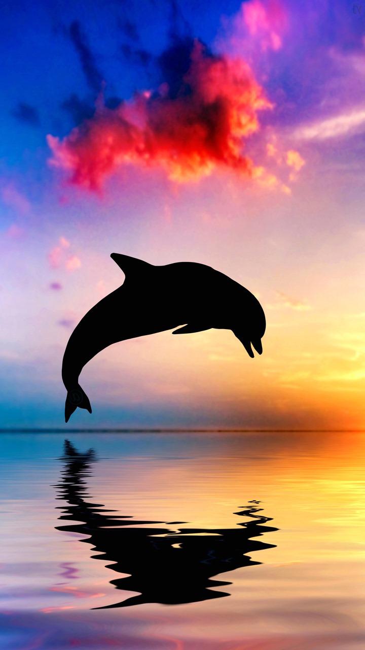 720x1280 Dolphin Wallpaper HD Download For Mobile & iPhone