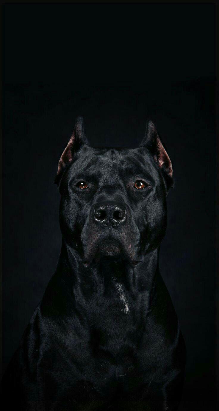 Hình ảnh chó Pitbull đẹp nhất cực cute dễ thương cho bạn