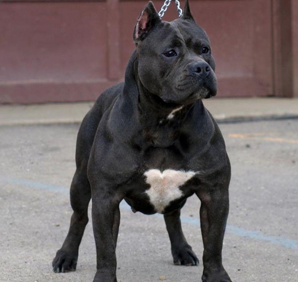 Black Pitbull Terrier