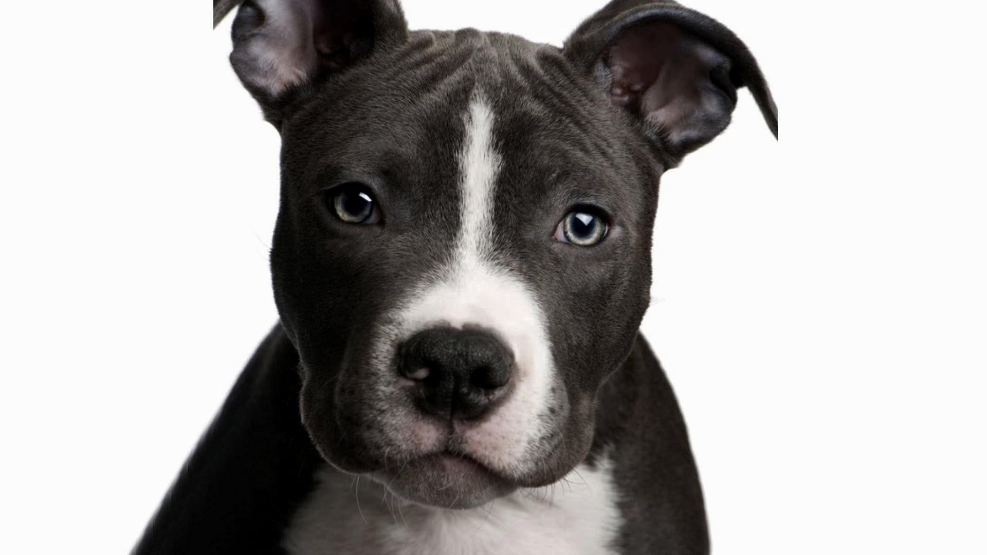 Blue Nose Pitbull Dog Black And White - Degraff Family