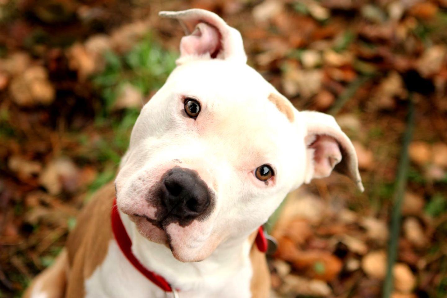 1440x960 Cute Pitbull Dog Full HD Photo