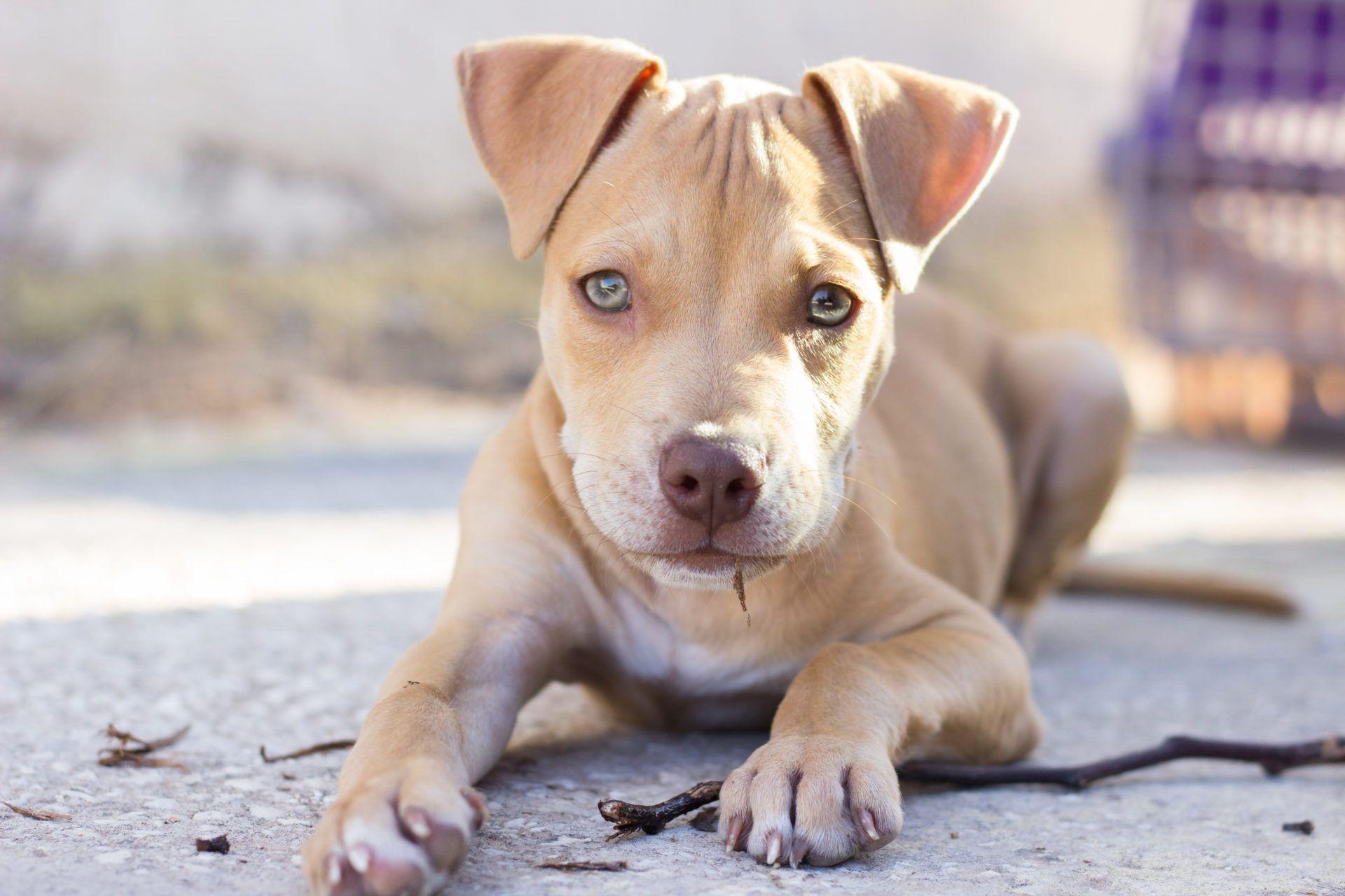 Pitbull Puppies Wallpapers Top Free Pitbull Puppies Backgrounds 